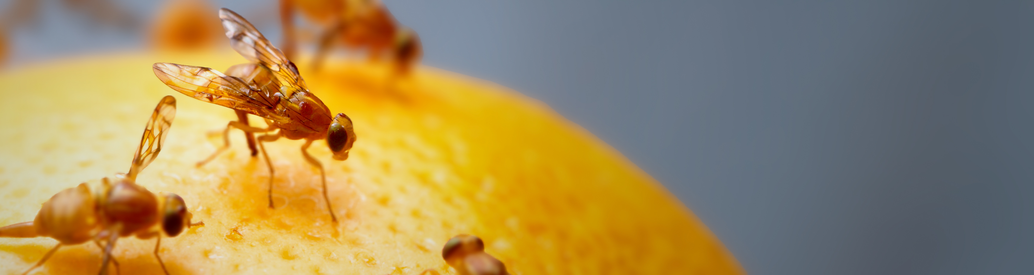 Fruchtfliegenabwehr