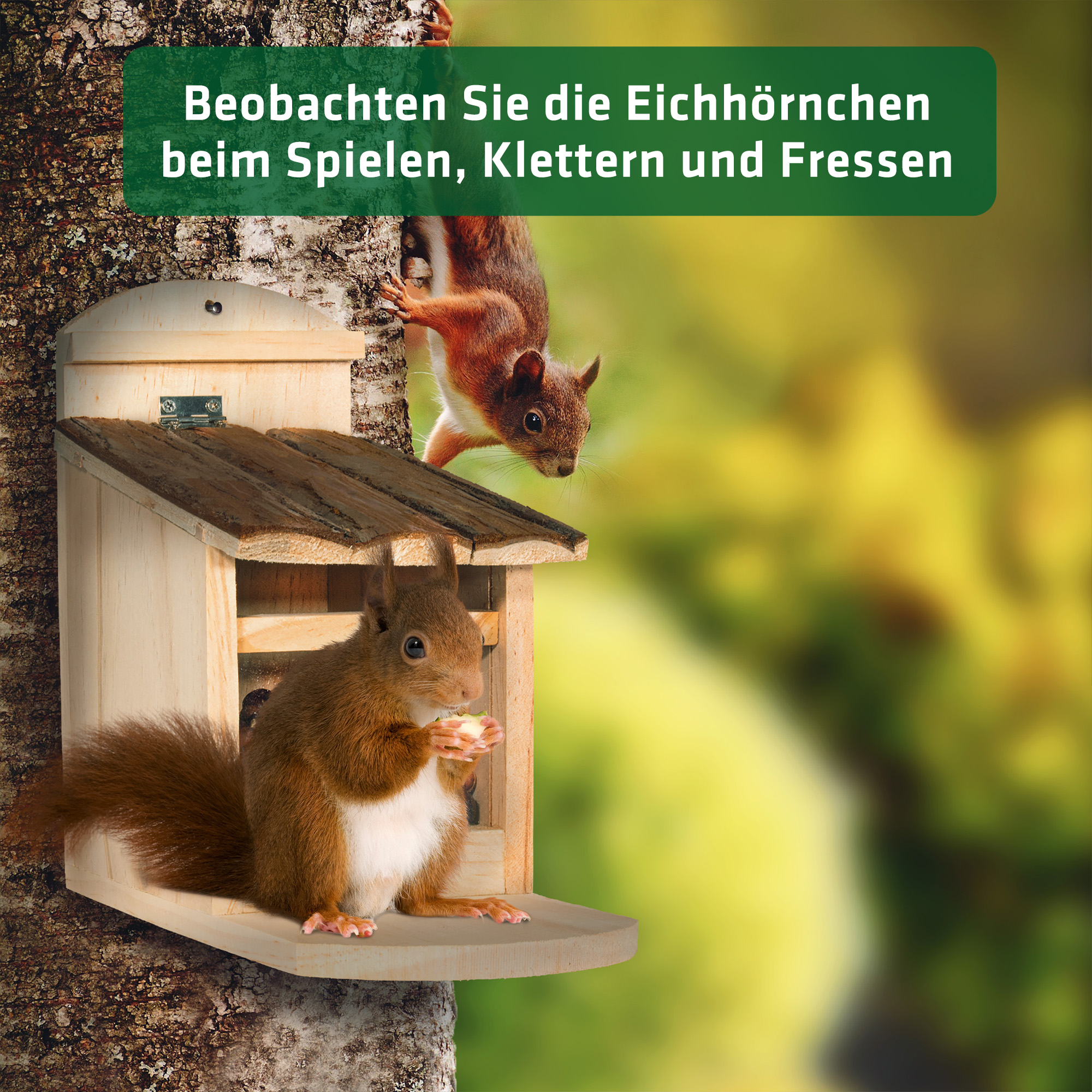 90591_Eichho-rnchen_fu-ttern_im_Baum_ Das Haus hat eine kleine Sitzfläche damit die Eichhörnchen sich beim knabbern entspannen können.