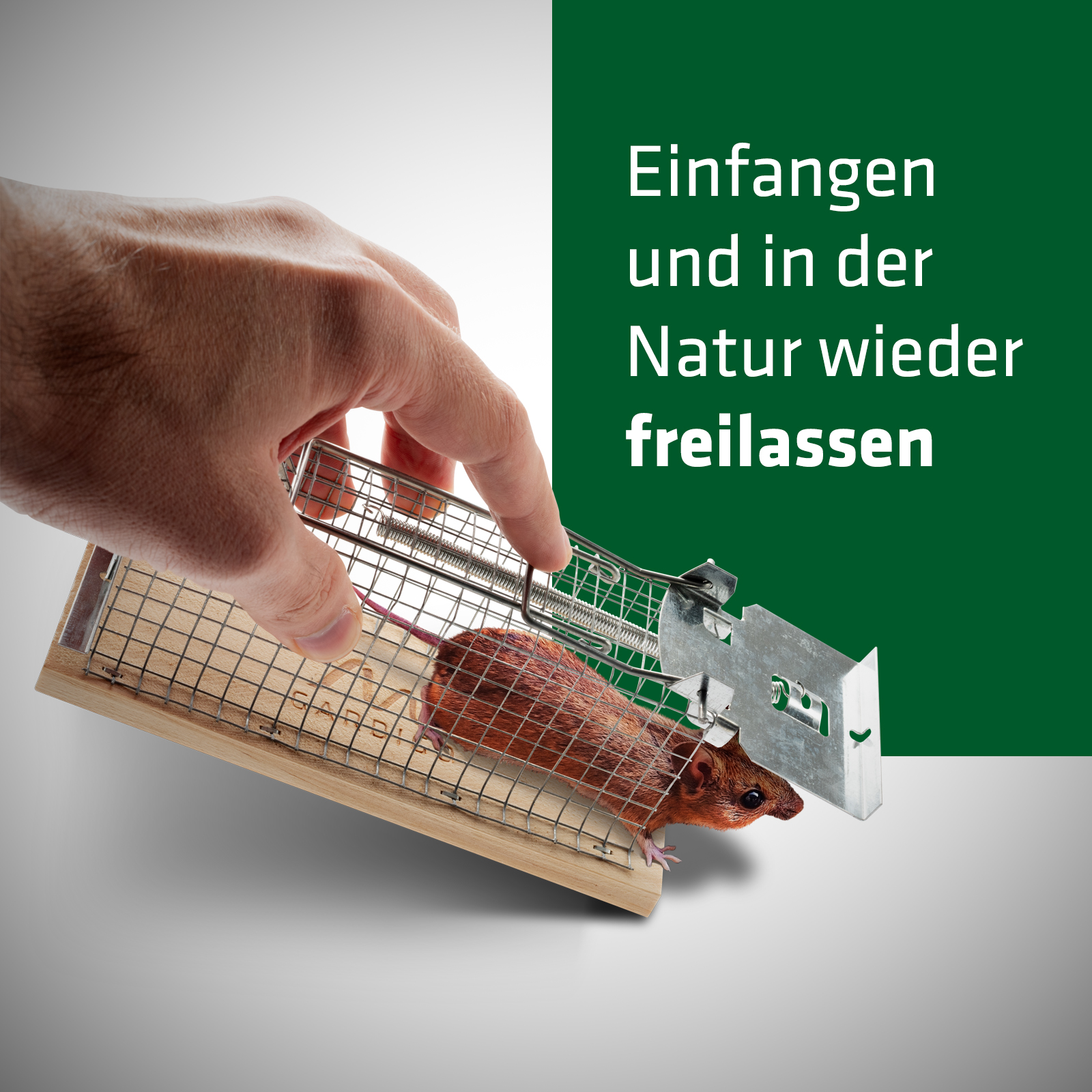 maus-lebend-fangen-freilassen-62351 Mäuse lebend fangen und in der Natur wieder freilassen, mit der Lebend-Mausefalle von GARDIGO!