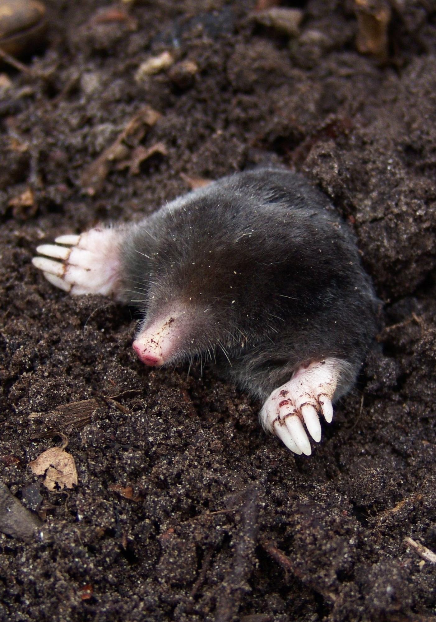 Maulwurf im Garten guckt aus seinem Maulwurfshügel