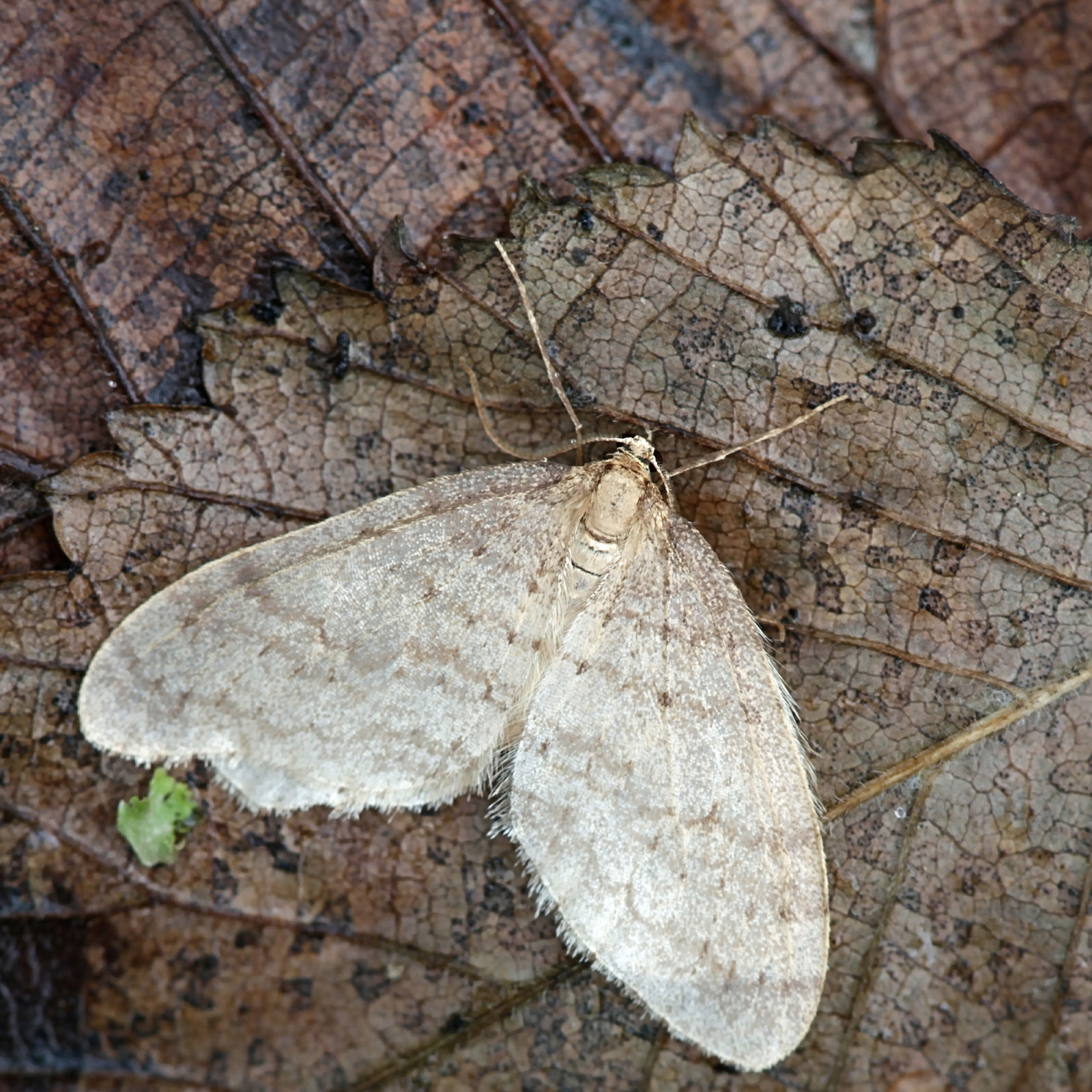 66802-Baum-Leim-Ring-5m-Frostspanner Die flügellosen Frostspanner-Weibchen kriechen in die Baumkrone, um dort ihre Eier zu legen aus denen gefräßige Raupen schlüpfen.