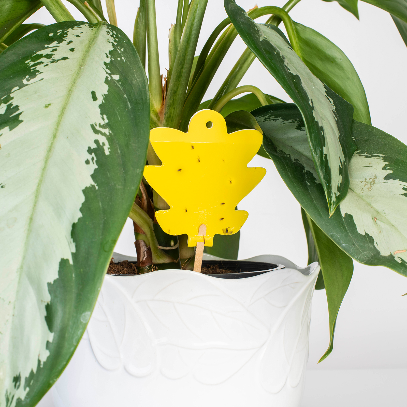 668005-Gelbsticker-5er-Set-bei-problemen-mit-schaedlingen-pflanzen Die Farbe Gelb wirkt auf die kleinen Fliegen besonders anziehend. Es wird kein Lockstoff verwendet.