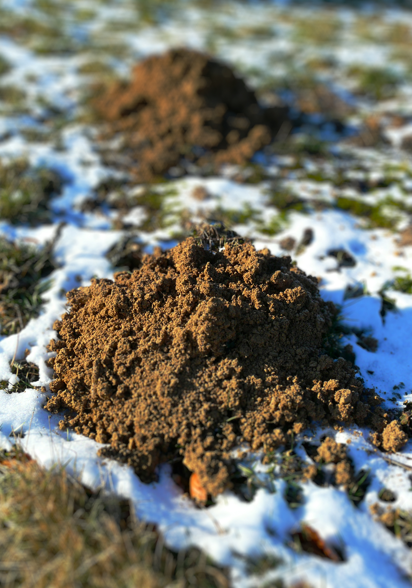 Activité des taupes