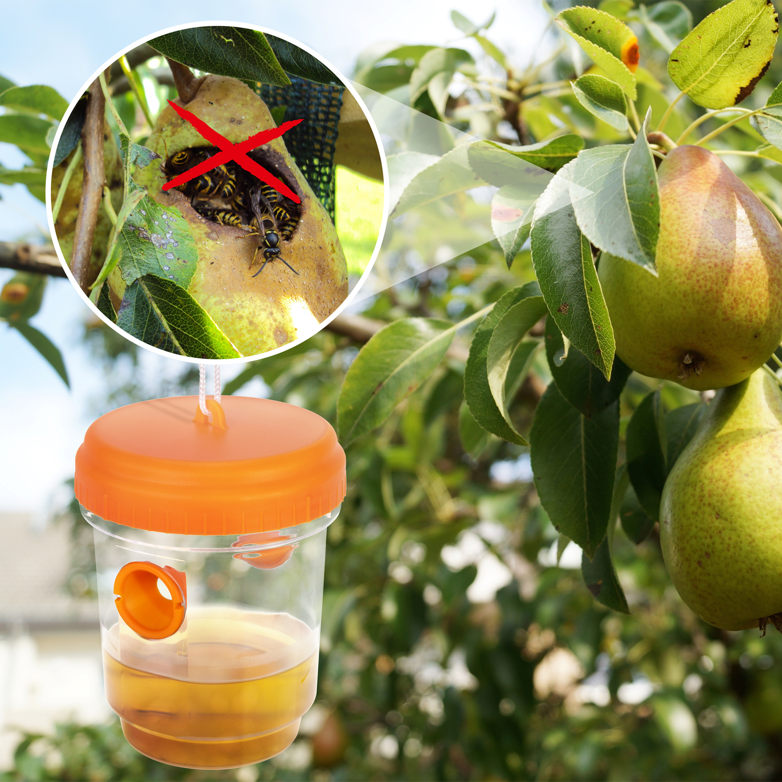 666653-Wespenfalle-3er-Set-natuerlicher-Wespenfaenger-Mittel-gegen-WespentCXwmvlH1TPcP Wespen sind besonders im Spätsommer lästig, da sie dann am aktivsten sind und immer auf Nahrungssuche.