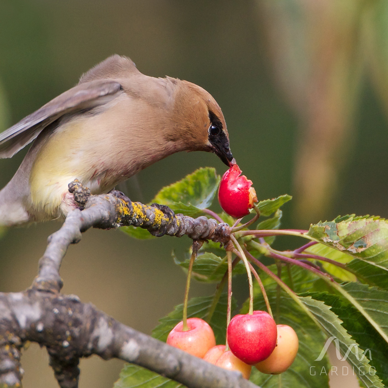 vogel-kirschbaum-60090 Die Vogel-Abwehr hilft Ihnen dabei ihre Obstbäume und die Früchte vor Vögeln zu schützen. Essen Sie Ihr Obst wieder selbst!