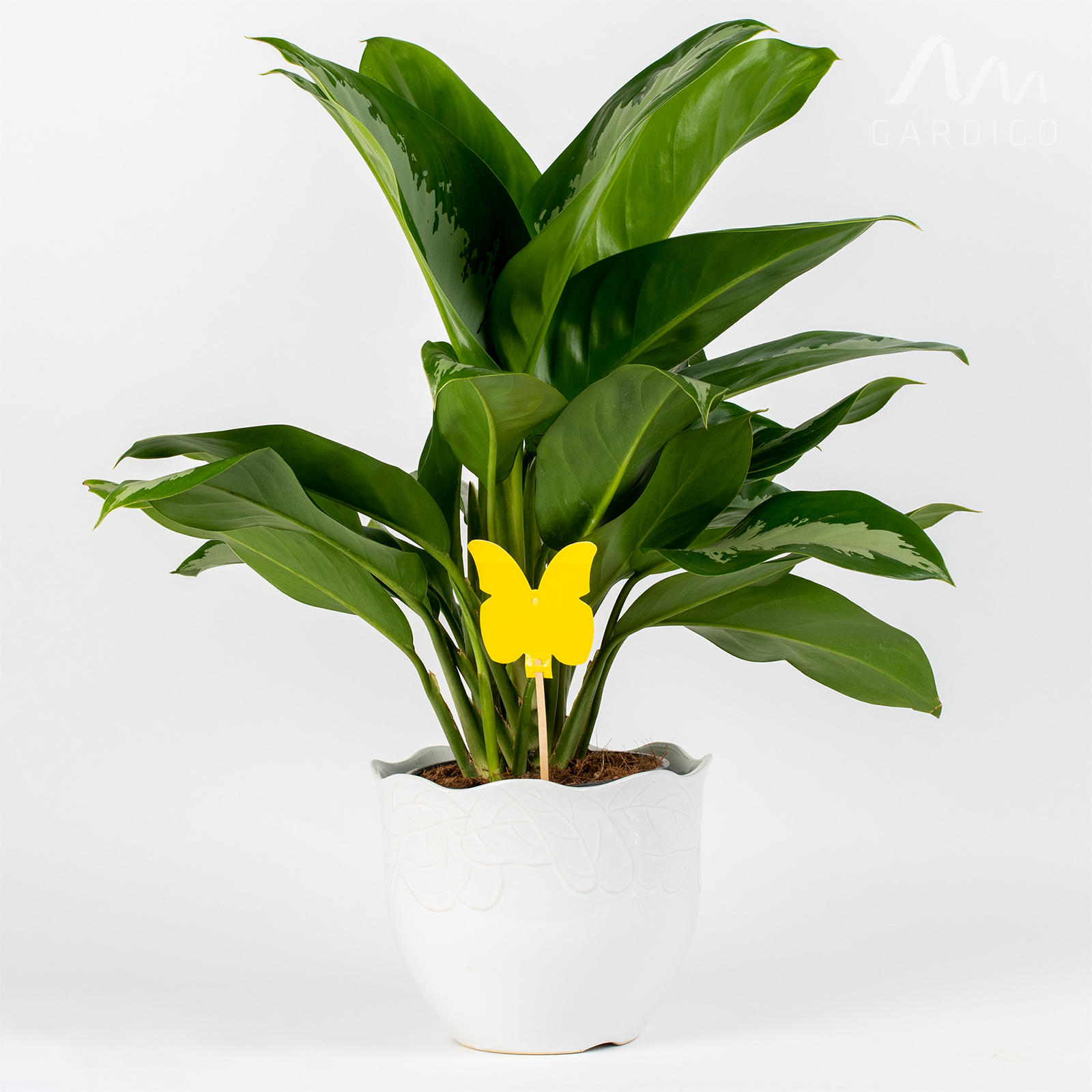 668005-Gelbsticker-5er-Set-Blumenerde-Zimmerpflanze Blattläuse und die Larven der Trauermücken und Minierfliegen schädigen die Blätter der Pflanze und vermehren sich äußerst schnell.