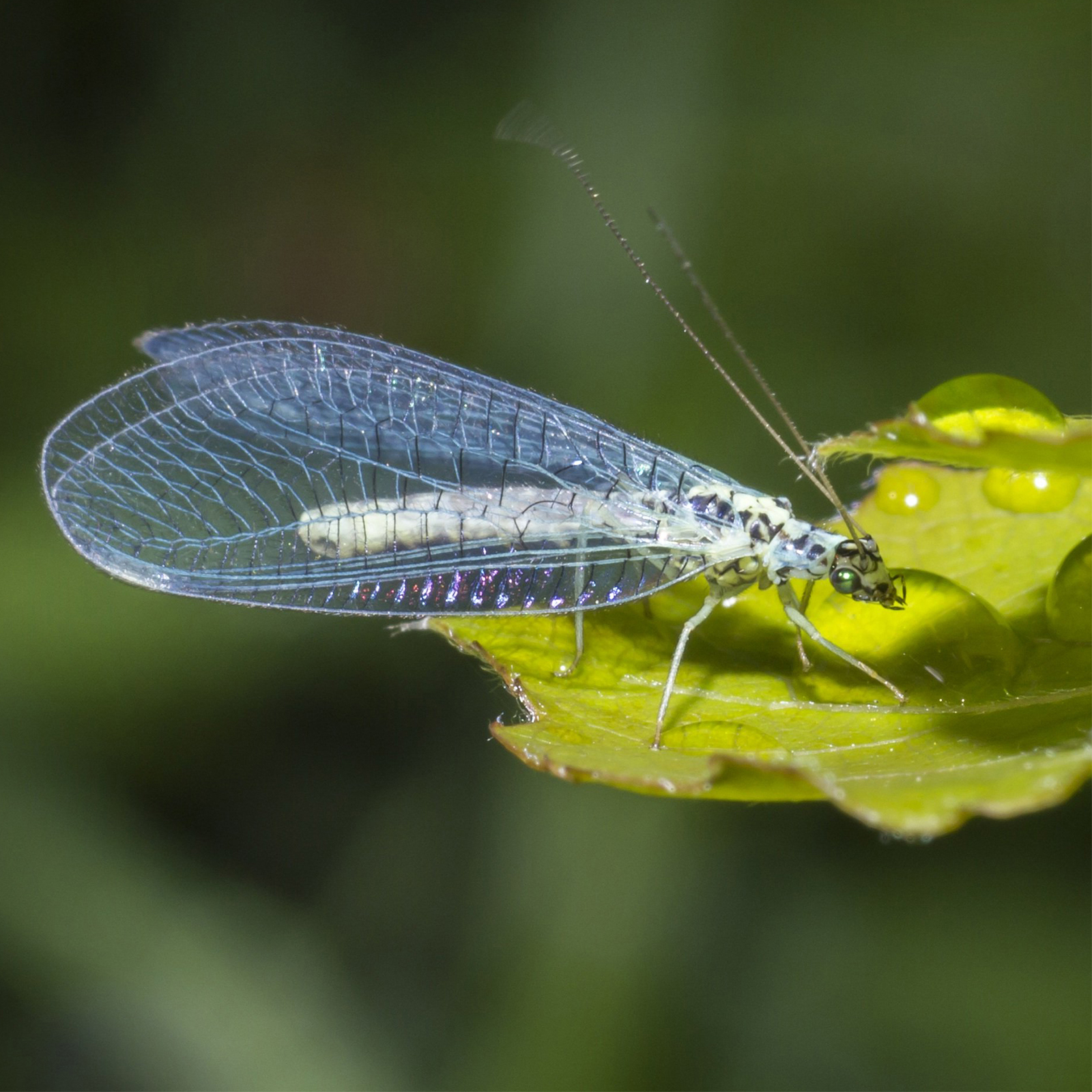 92172-frontblende-nutzinsekten-Florfliege Durch den Unterschlupf bleiben die Insekten länger in Ihrem Garten und helfen beim Schutz des Gartens.
