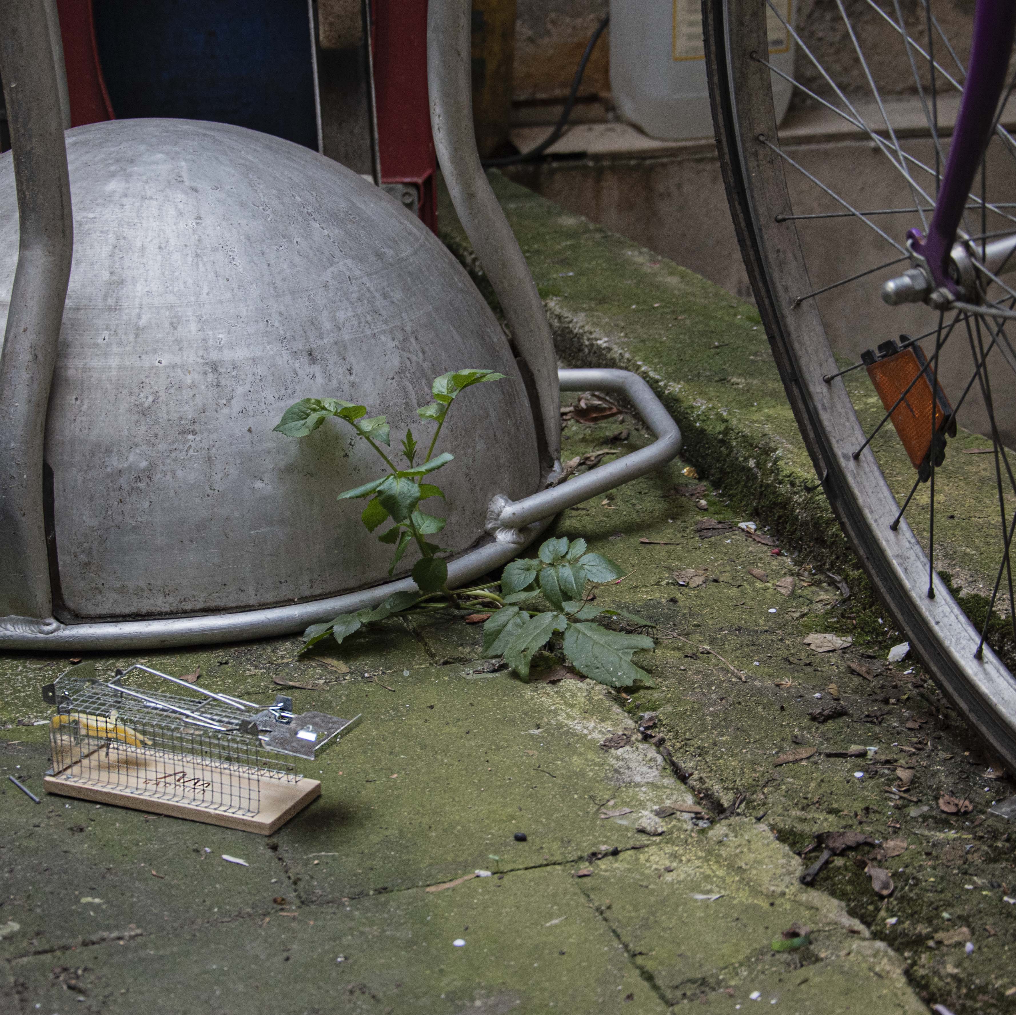 62351-Mause-Lebendfalle-Kaefig-Garage-Garten Mäuse treiben sich meist da herum, wo wir uns selten aufhalten. Finden Sie dort Mäusekot stellen Sie einfach eine Falle auf.