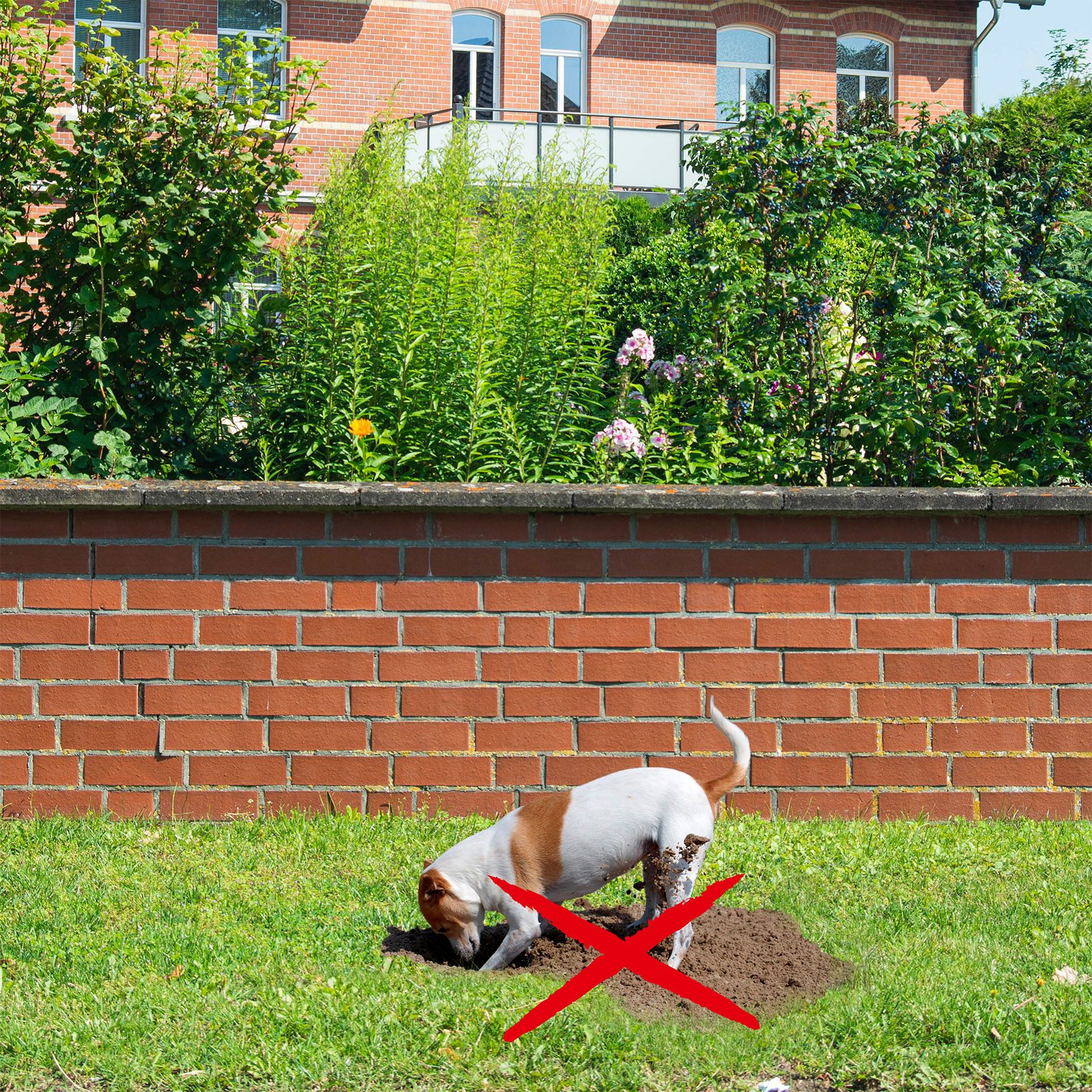 25103-hunde-verdufter-hund-buddelt-garten-abwehr Hunde verwüsten ihr Beet? Halten Sie die fremden Tiere mit dem Abwehrduft fern.