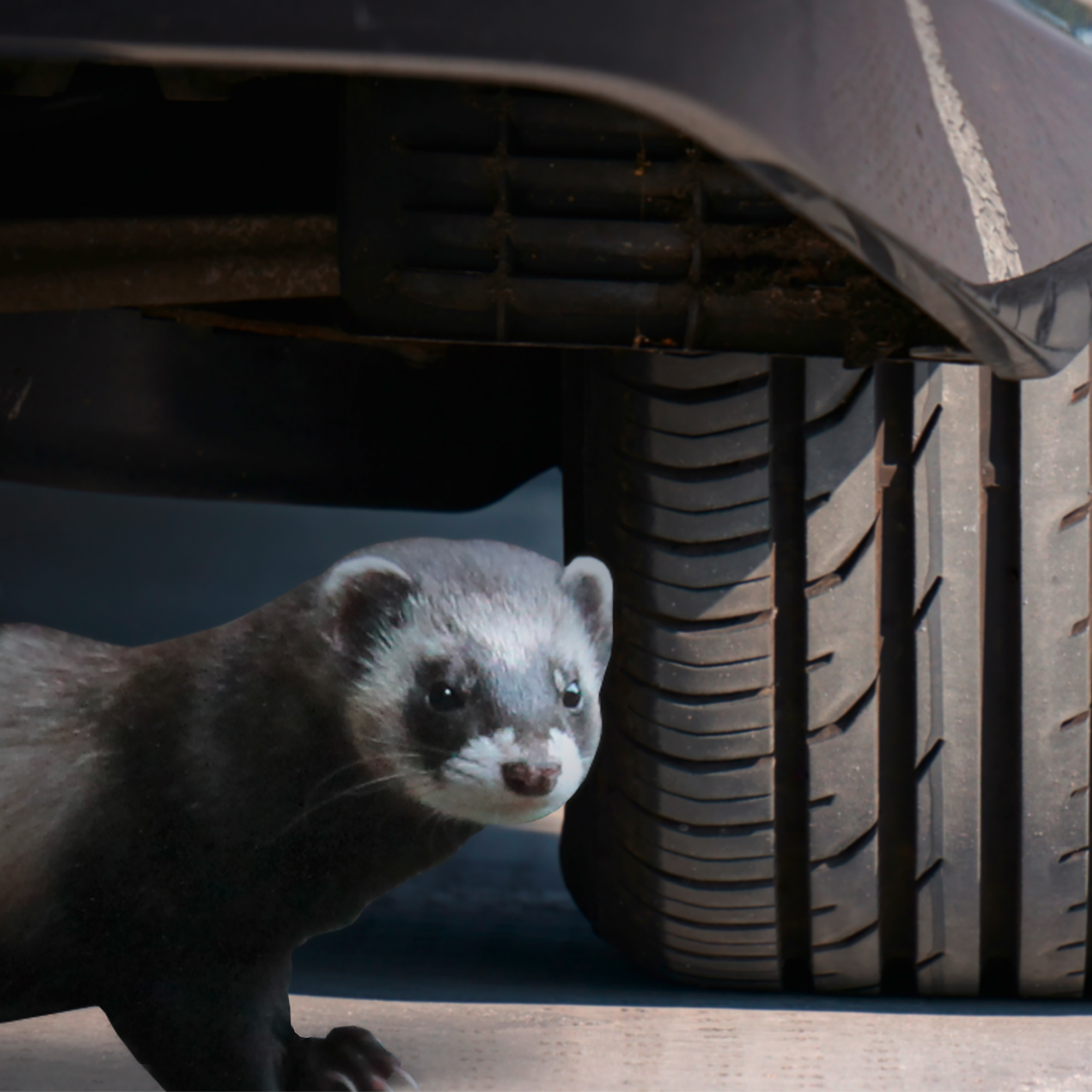 78405-Marder-Frei-Auto-Marderschreck-im-Auto Hat es sich ein Marder bei Ihnen erst mal gemütlich gemacht ist es schwer ihn aus seinem Revier zu vertreiben.
