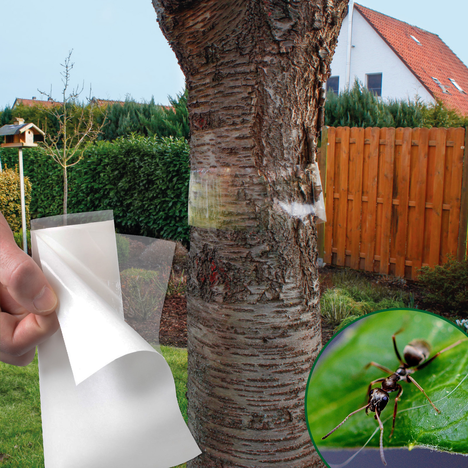 66802-Baum-Leim-Ring-5m-Obstbaum-schaedlinge Erleichtern Sie ihrem Baum das Leben und schützen Sie ihn gegen Ameisen und Frostspanner.