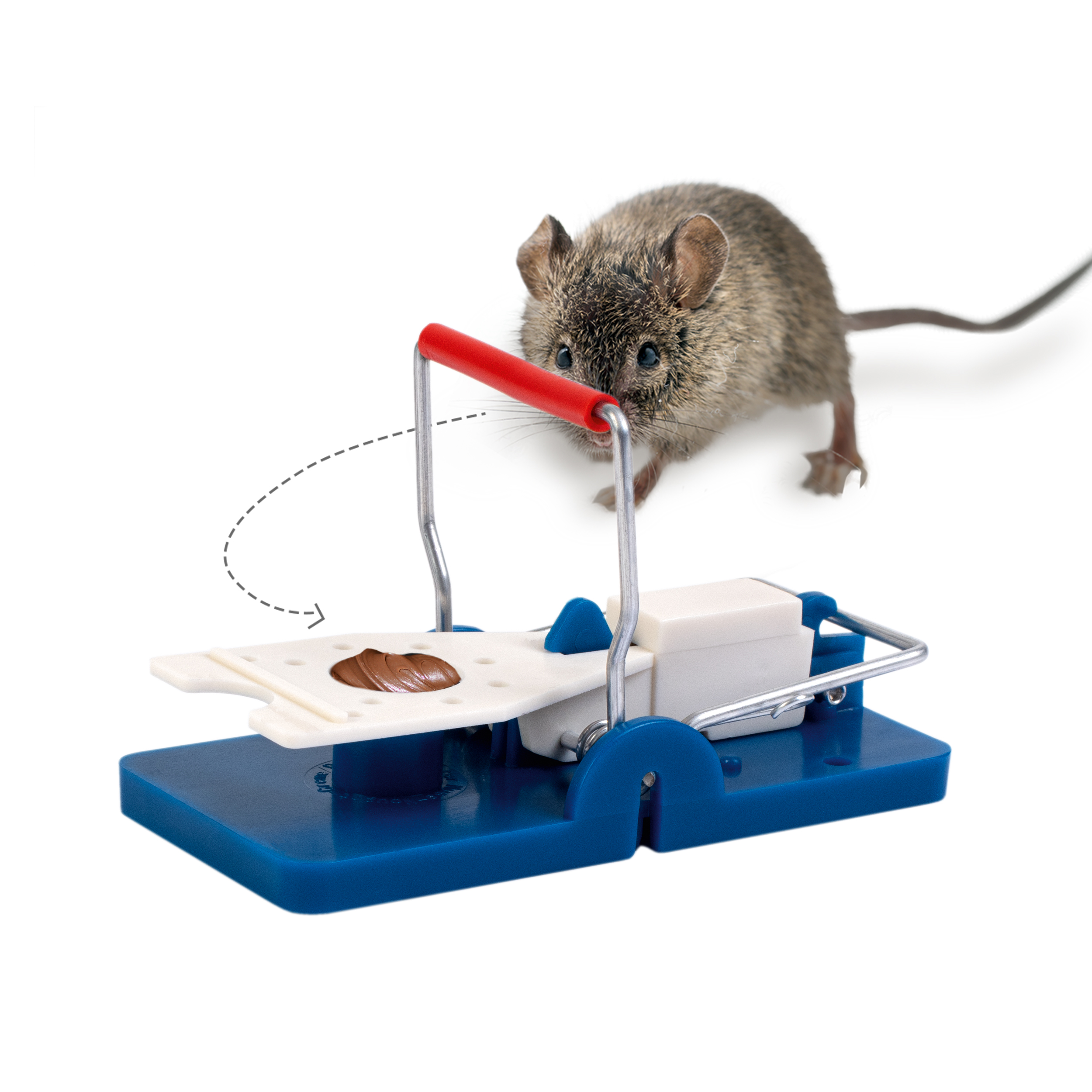 6236710-Schlag-Mausefalle-10er-Set-FR-Koeder-Maus-fangen Tritt die Maus auf den Auslöser schnappt die Falle zu und Sie können die Maus entsorgen.