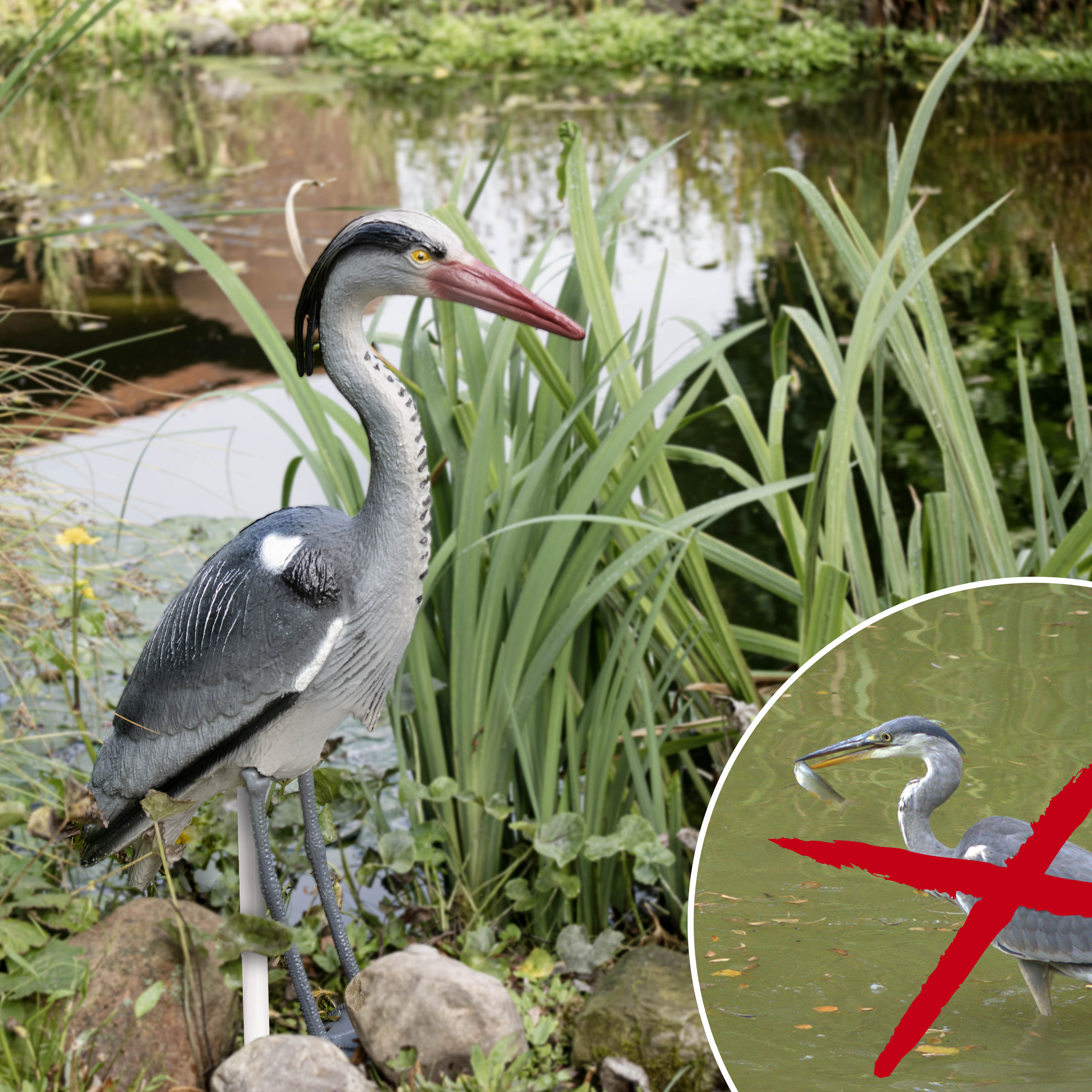 60101-Vogelabwehr-Reiher-am-Teich-Karpfen-schuetzen