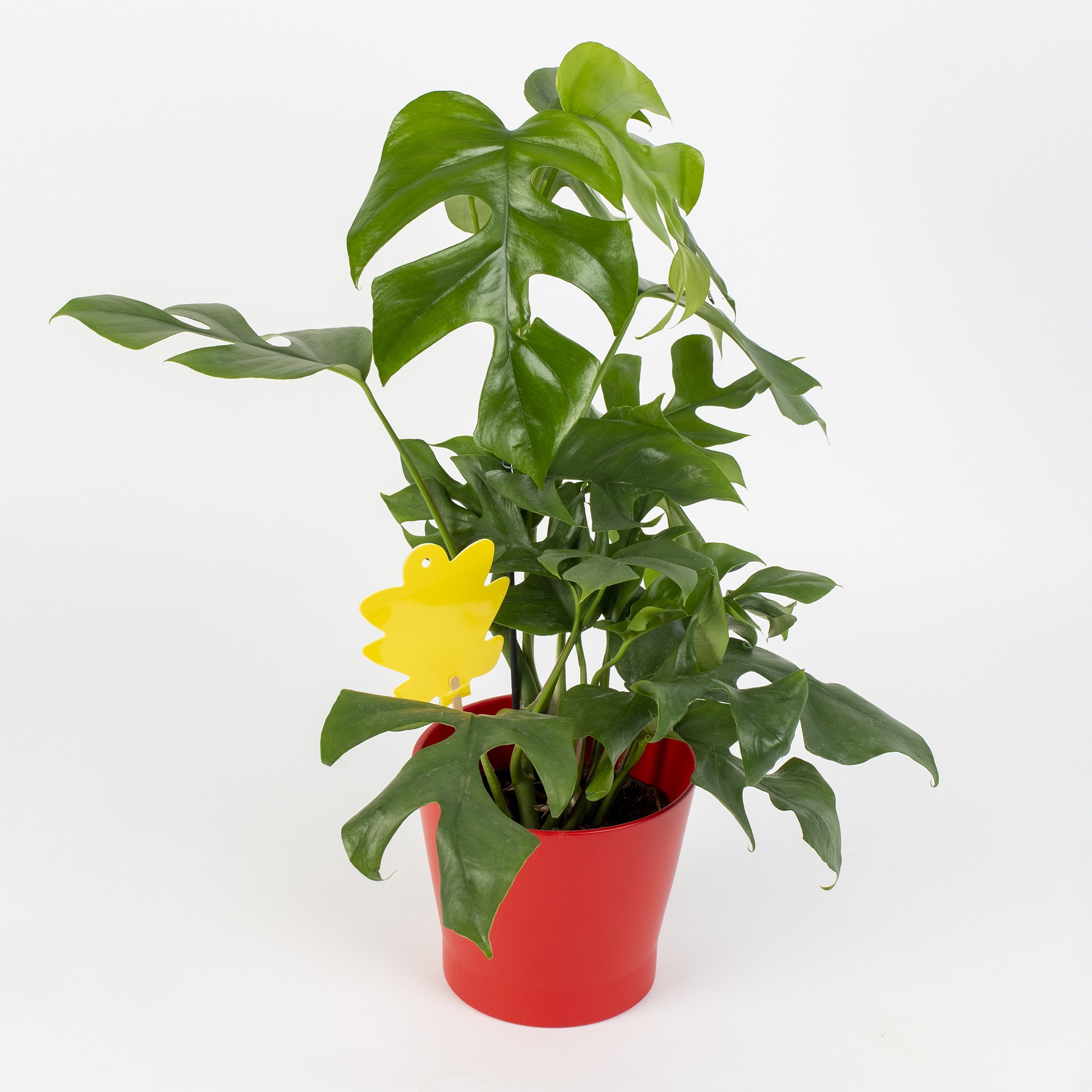 668005-Gelbsticker-5er-Set-pflanzen-schuetzen Trauermücken legen ihre Eier in der Blumenerde ab und dort schlüpfen und vermehren sich sehr schnell.