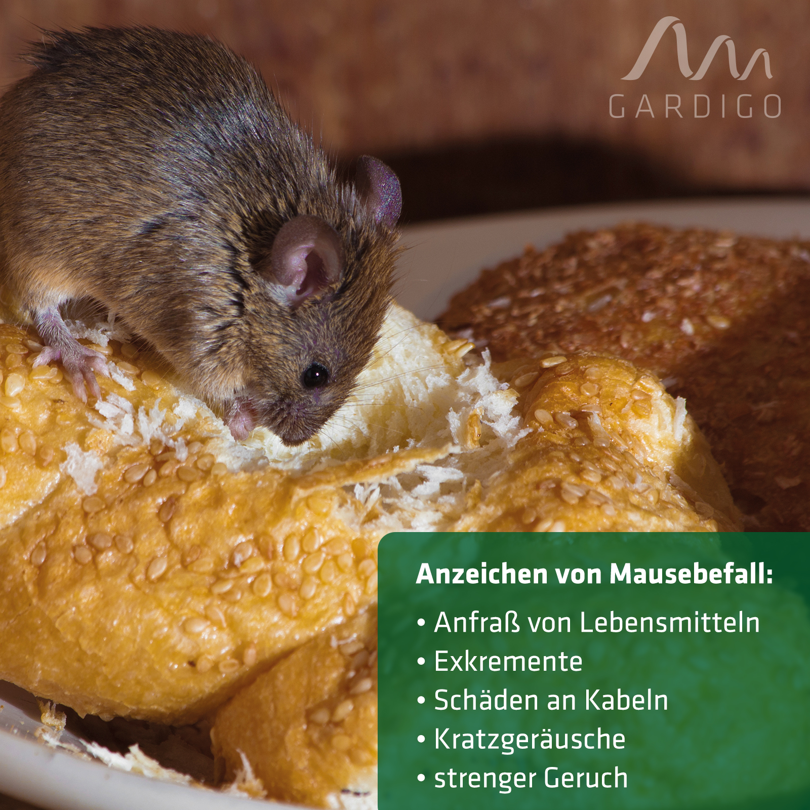 maeusebefall-anzeichen-66950 An diesen Anzeichen erkennen Sie den Mäusebefall.