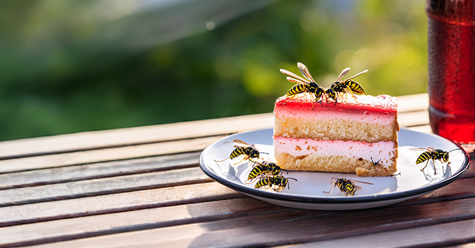 Sommeraktion: Wespen an einem Stück Erdbeerkuchen