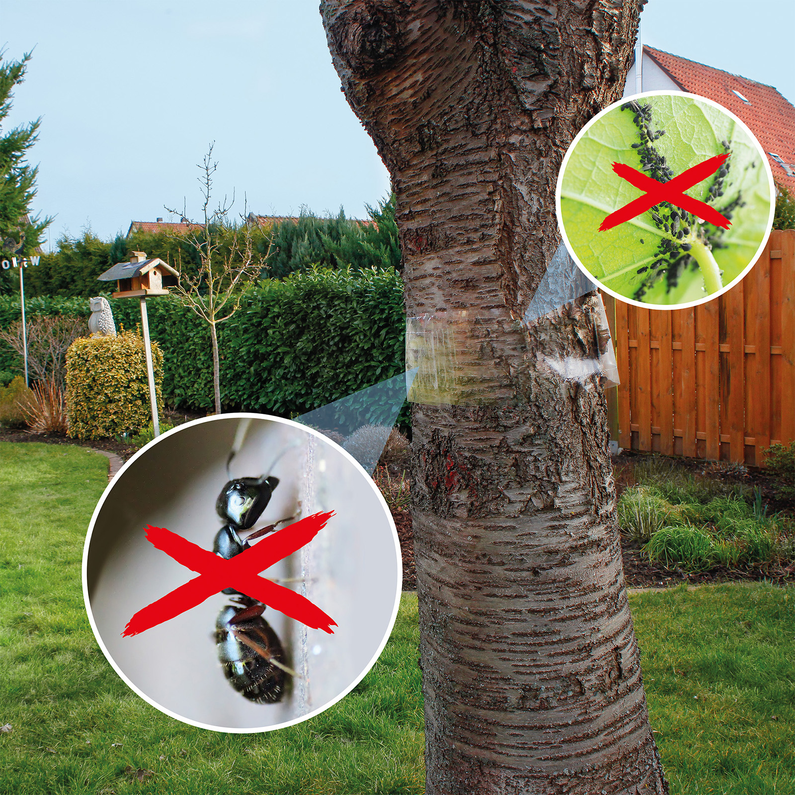 66802-Baum-Leim-Ring-5m-bei-Ameisen-Blattlaeusen Der Baum-Leim-Ring hält Insekten davon ab, den Stamm hinauf in die Krone zu klettern