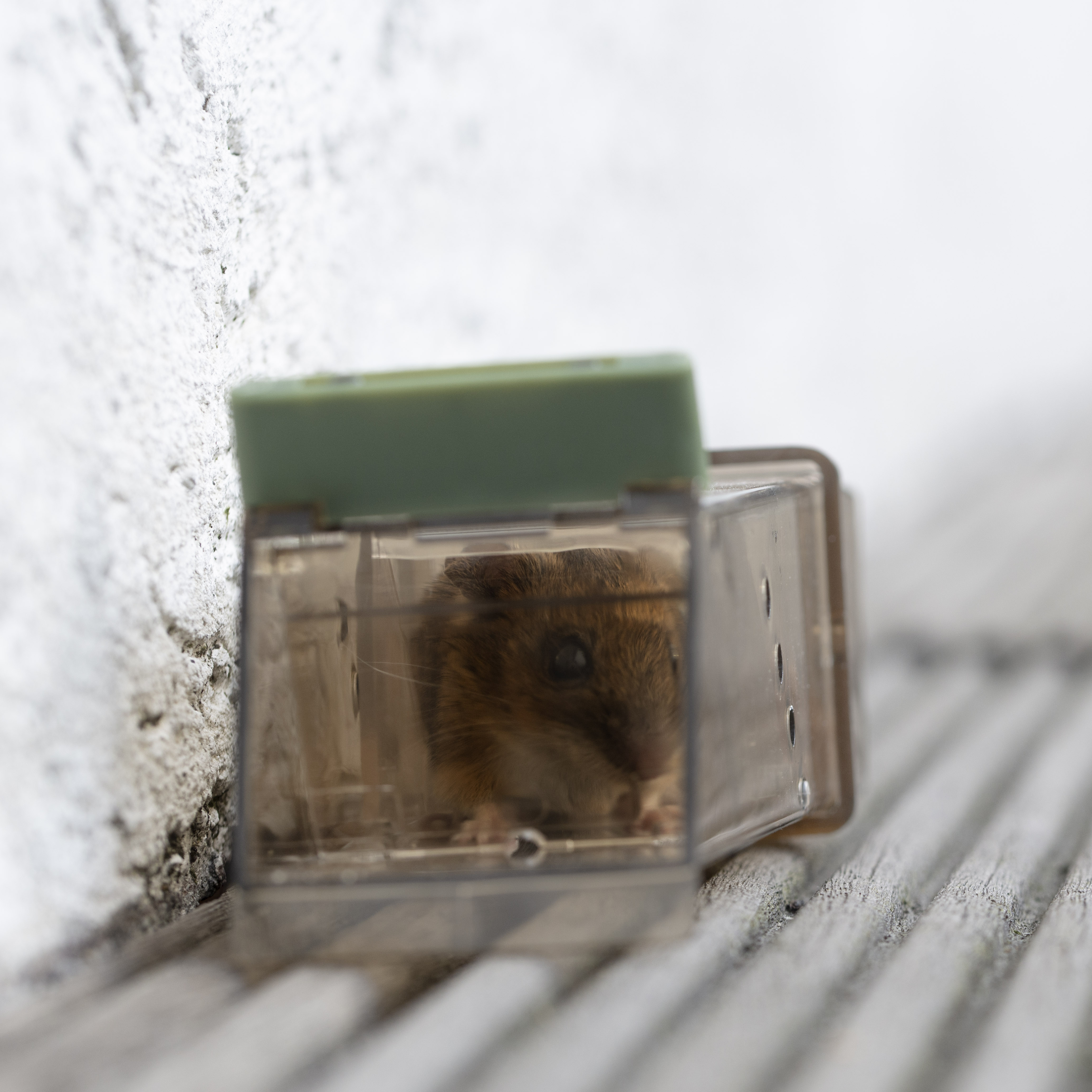 62358-Maus-Lebendfalle-durchsichtig-Klarsicht-Gehaeuse Kontrollieren Sie die Lebendfallen deshalb regelmäßig auf gefangene Mäuse!