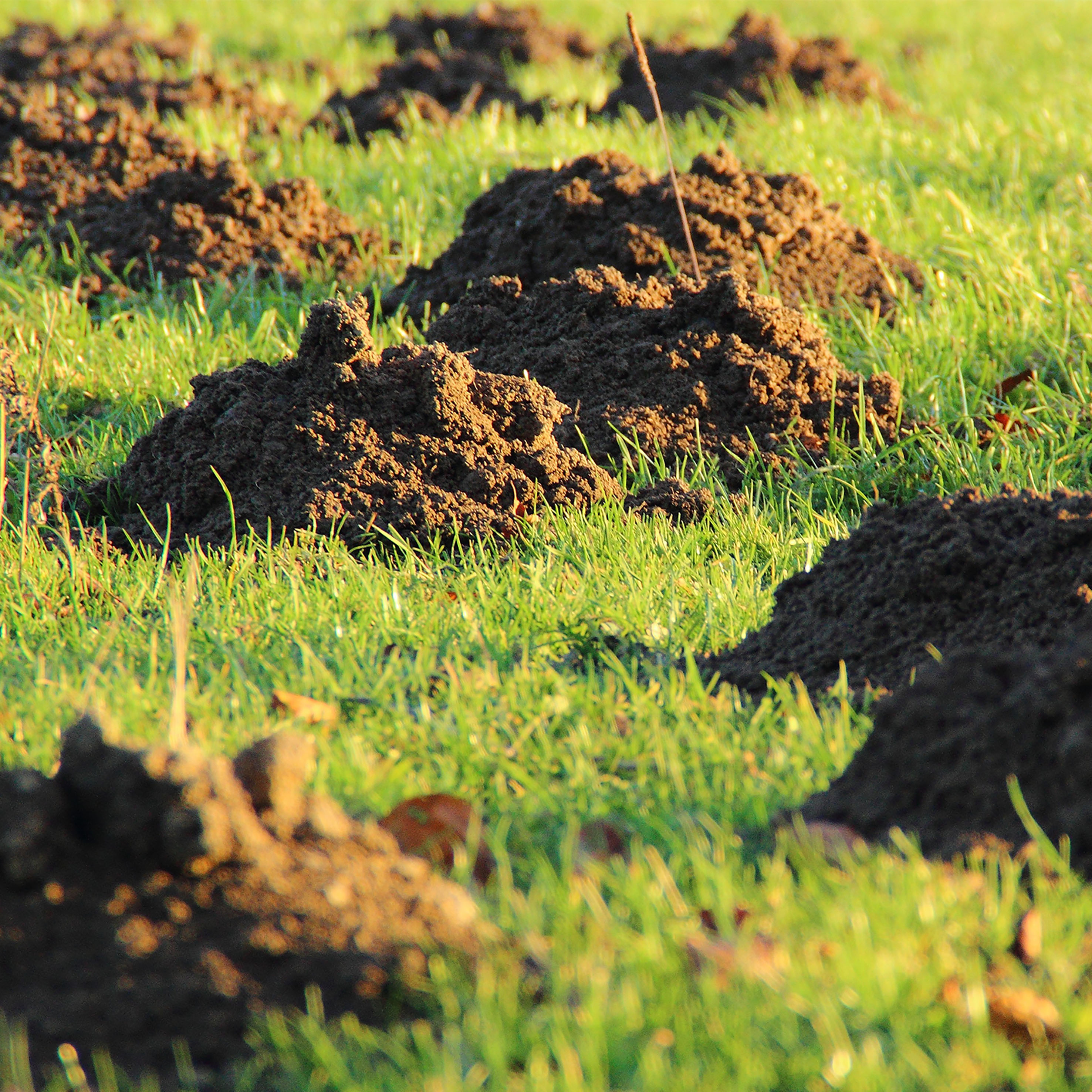 25105-Maulwurf-Verdufter-Garten-Rasen-Erdreich-Schuetzen Maulwurfshügel sind eher unansehnlich im Garten und die Tiere haben meist genug andere Fläche um dort zu graben.
