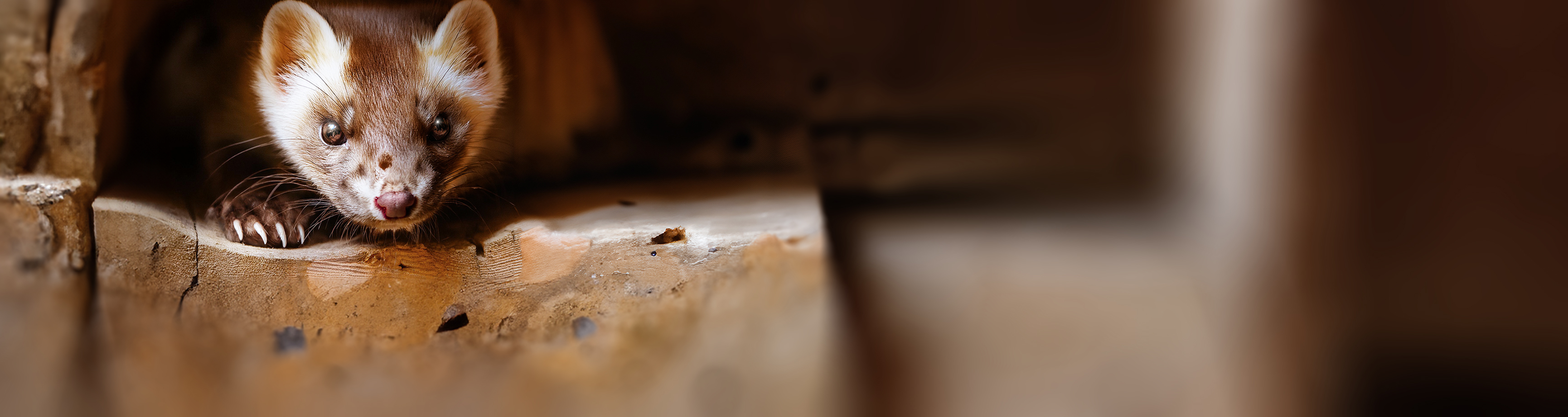 Marder-Ratgeber: Marder auf dem Dachboden