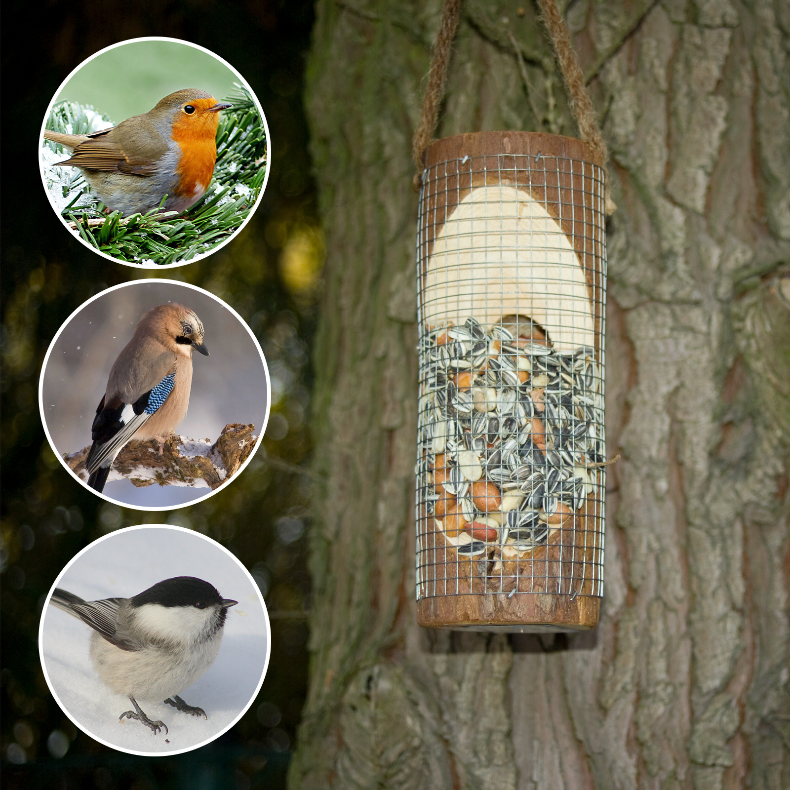 90581-Vogelfuttersaeule-wie-Voegel-fuettern Rotkehlchen, Eichelhäher und Meisen können zu häufigen Gästen in Ihrem Garten werden.