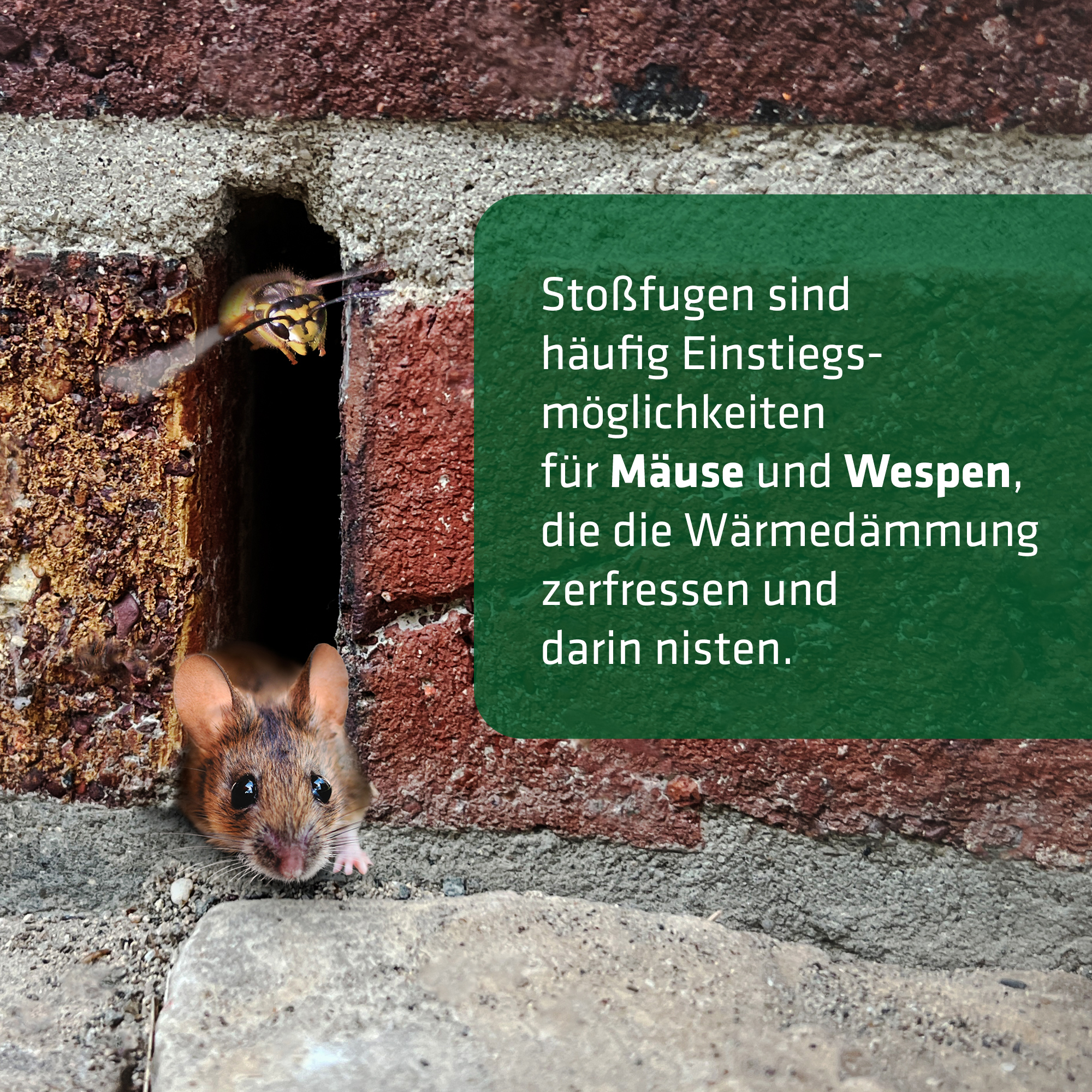 Mäuse und Wespen nisten gerne in der Wärmedämmung und richten großen Schaden an.