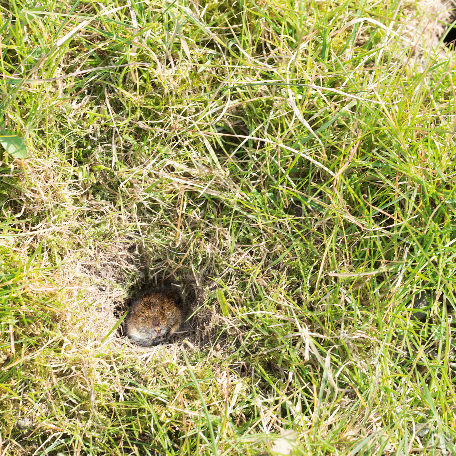 70070-Wuehlmaus-Zangenfalle-Wuehlmause-vertreiben Wühlmäuse können im Garten und den Beeten großen Schaden anrichten indem sie die Wurzel von diversen Pflanzen anfressen.