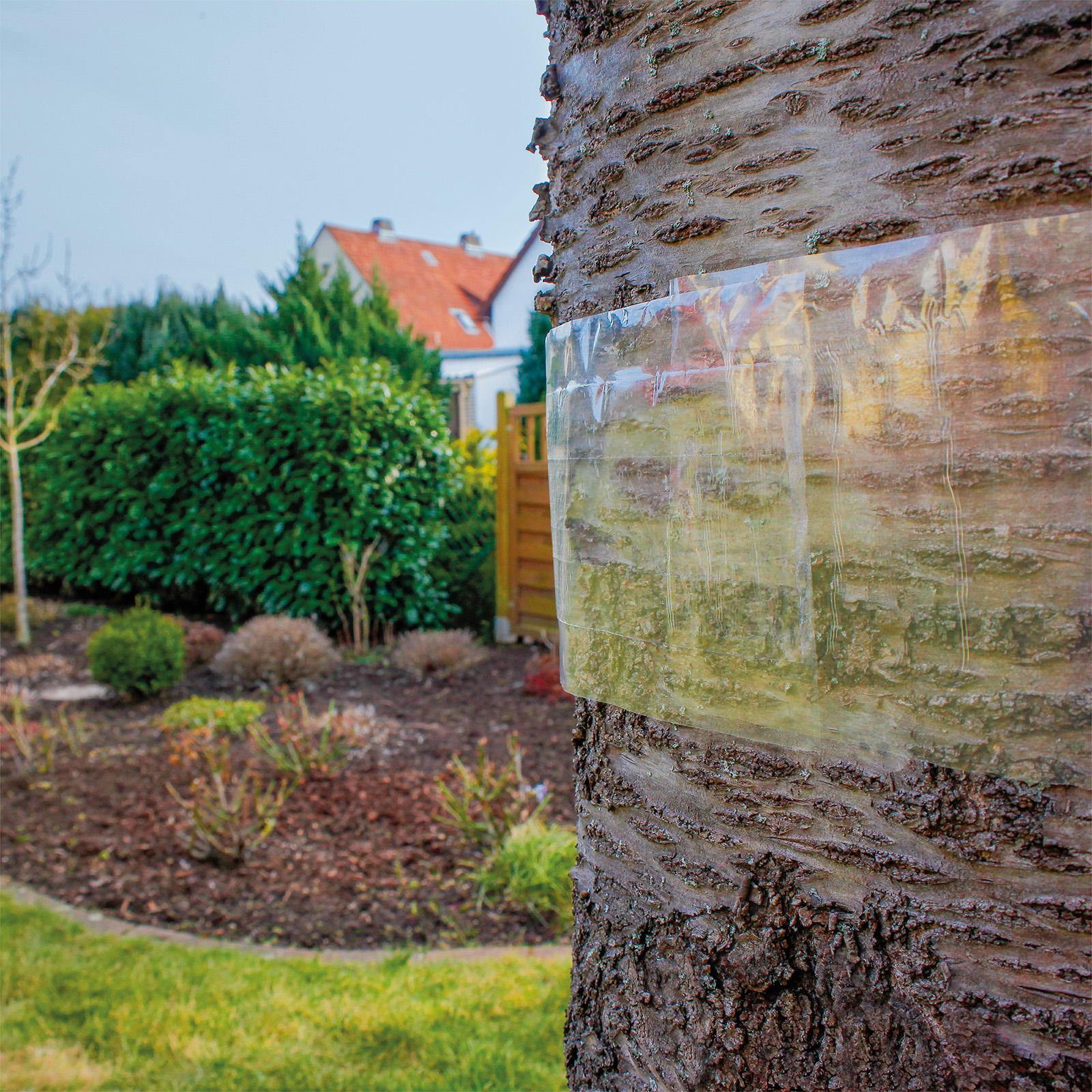 66802-Baum-Leim-Ring-5m-Baum-Garten-schuetzen Die Folie ist bewusst durchsichtig, da weiße Leimringe auch Nutzinsekten anziehen können.