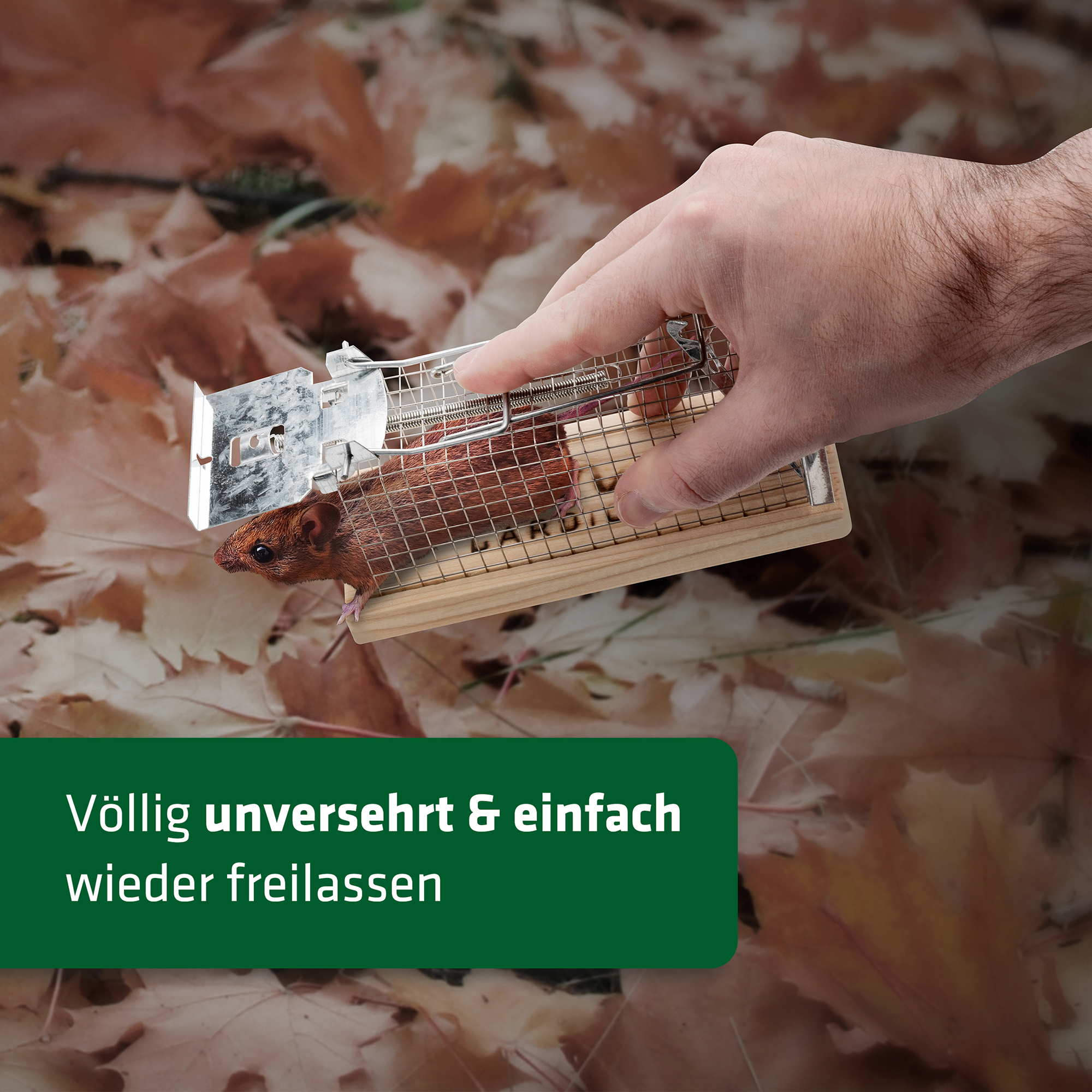 Mäuse lebend fangen und in der Natur wieder freilassen