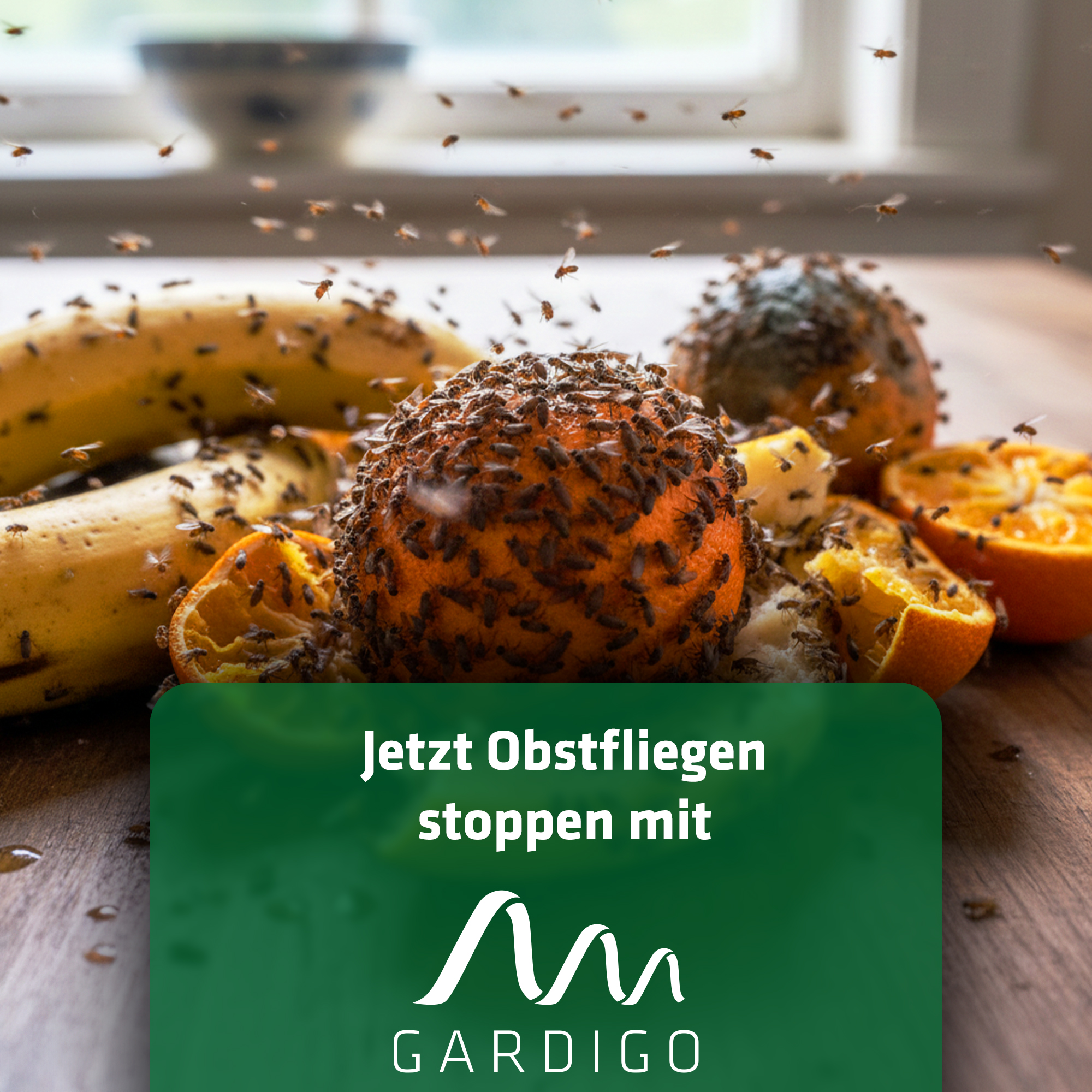 Jetzt Obstfliegen stoppen mit GARDIGO