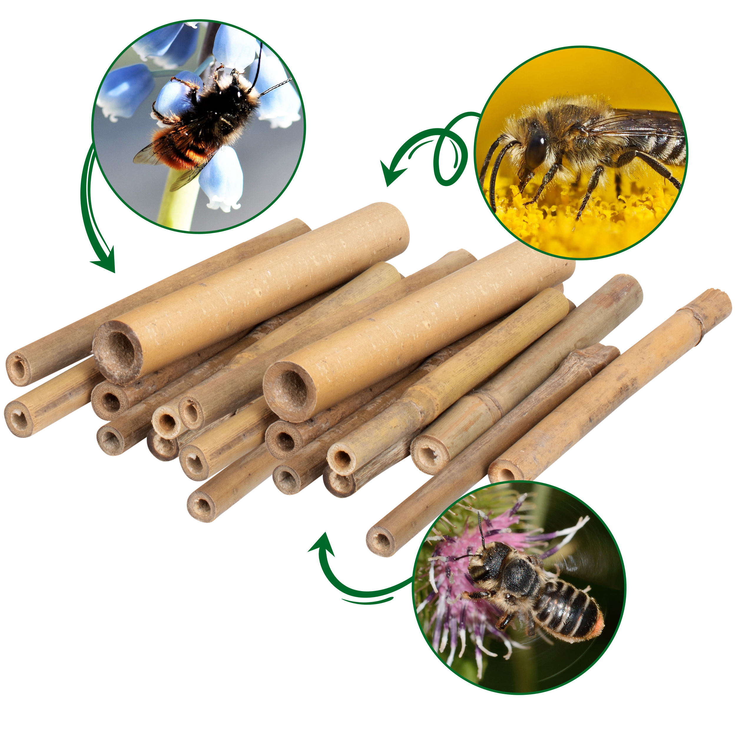 bambusroehrchen-wildbienen-hotel-90558 Bambusröhrchen sind ideal für Ihr Wildbienenhotel: passende Brutgelegenheiten durch natürlich variierende Durchmesser