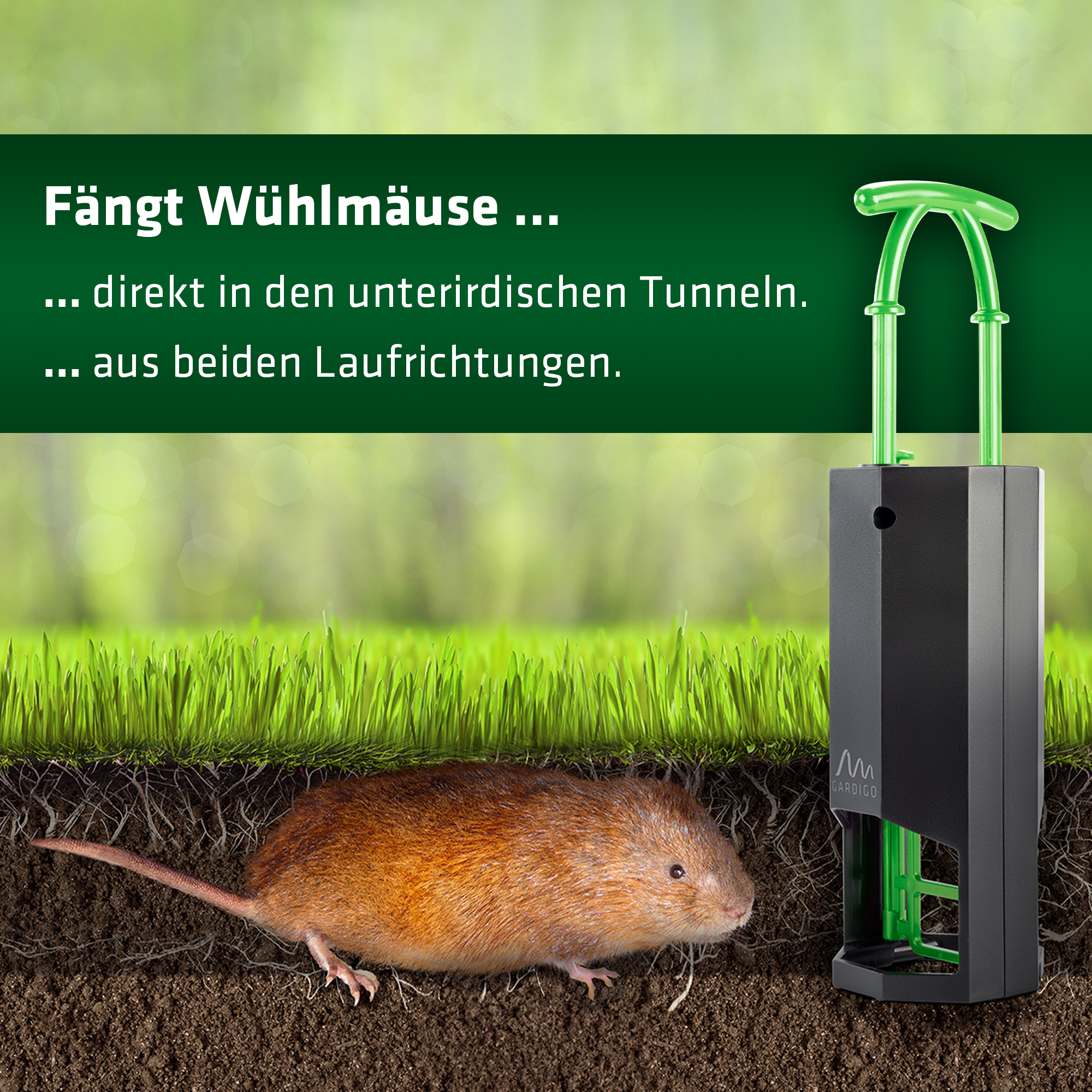 wuehlmaeuse-im-tunnel-fangen-700734 Mit der Kunststofffalle gegen Wühlmäuse fangen Sie die Nager direkt im Tunnel.