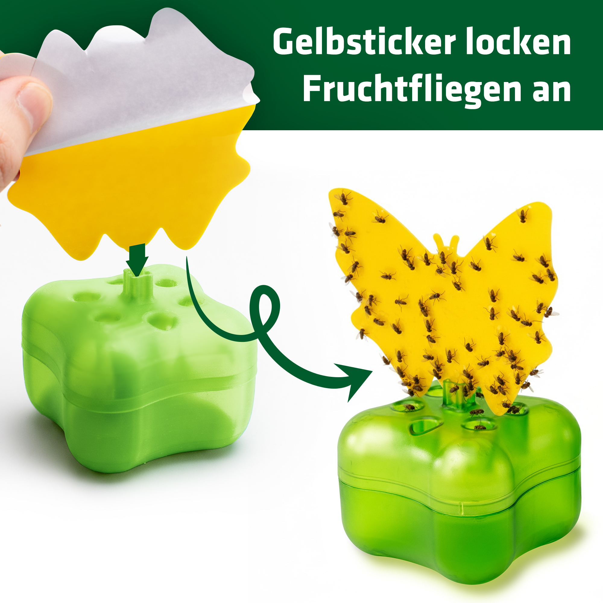 Obstfliegenfalle mit Klbefallen