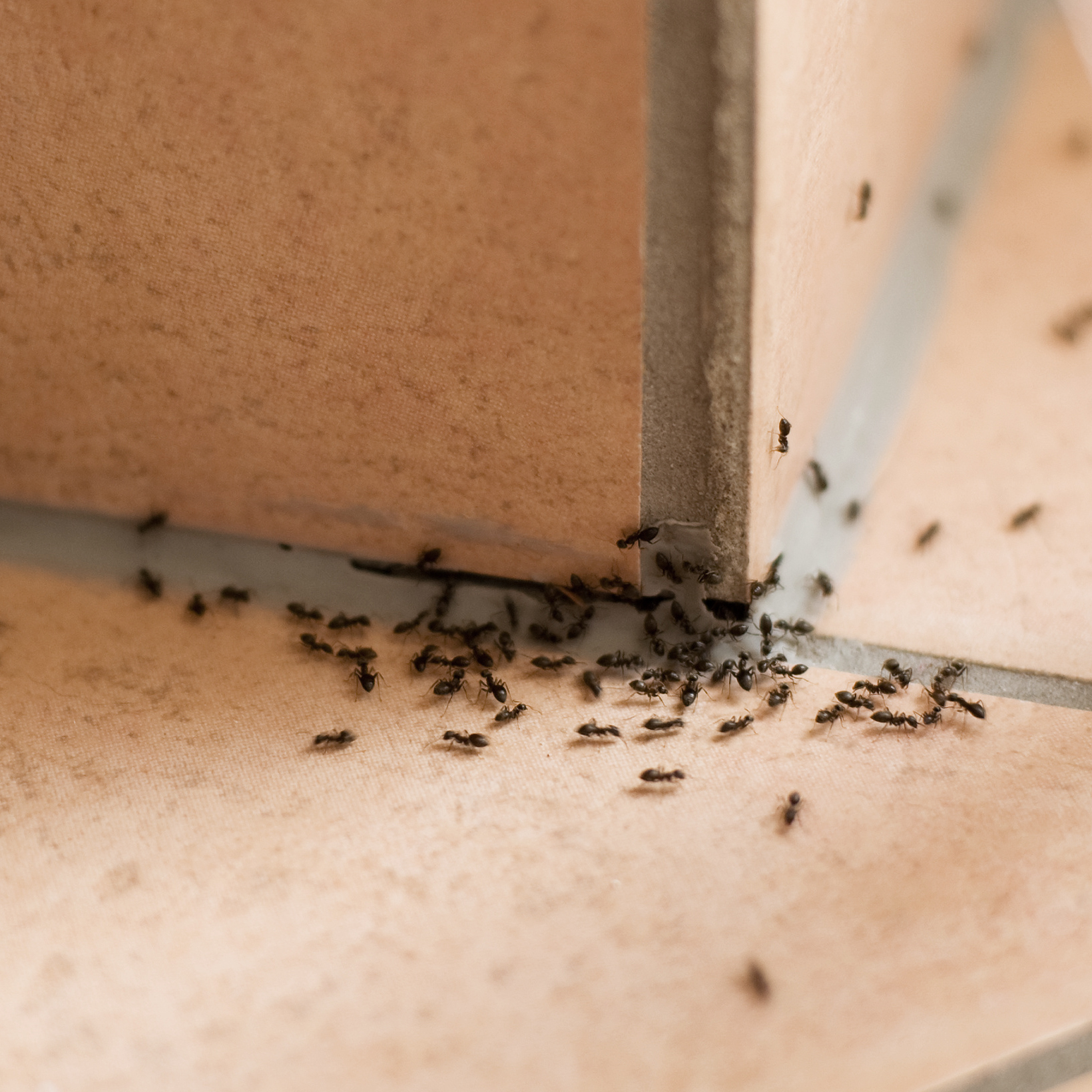 Ameisenstraße in der Küche: Die Insekten kommen durch einen Riss in der Wand ins Haus