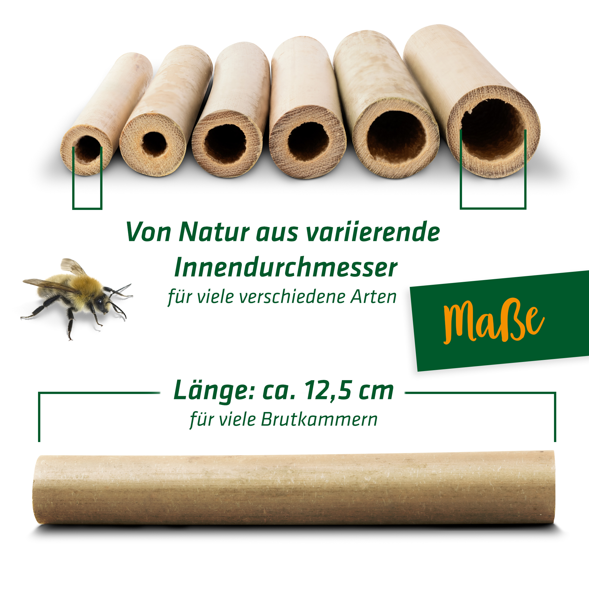 bambus-90668_abmessungen Lange Bambusröhrchen erlauben es den Bienen, viele Brutkammern anzulegen.