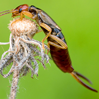 ohrenkneiferkUiWwtLW63qSC