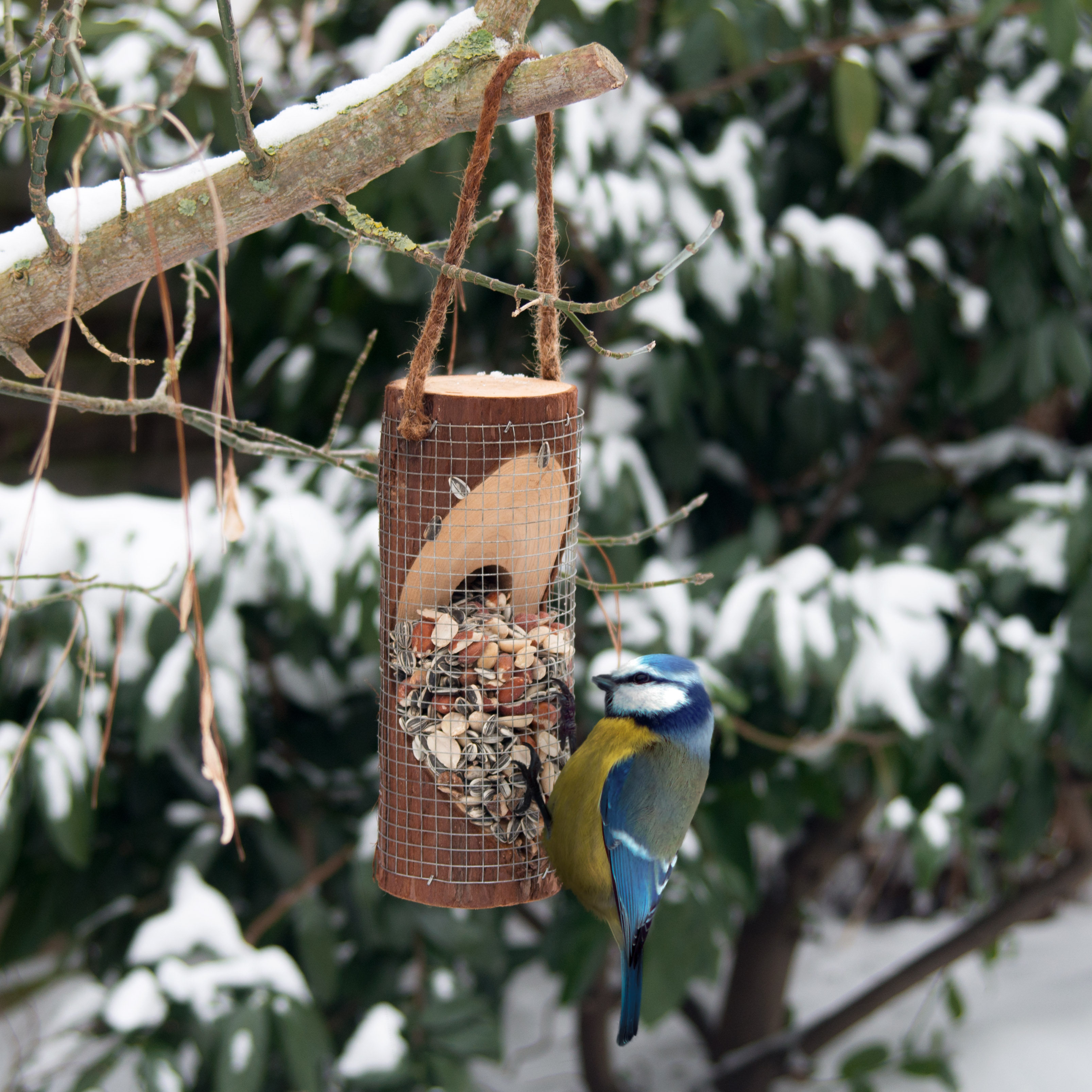 90581-Vogelfuttersaeule-Meisen-im-Garten Meisen werden sich fleißig an der Futterstation bedienen denn sie lieben die viele Körner.