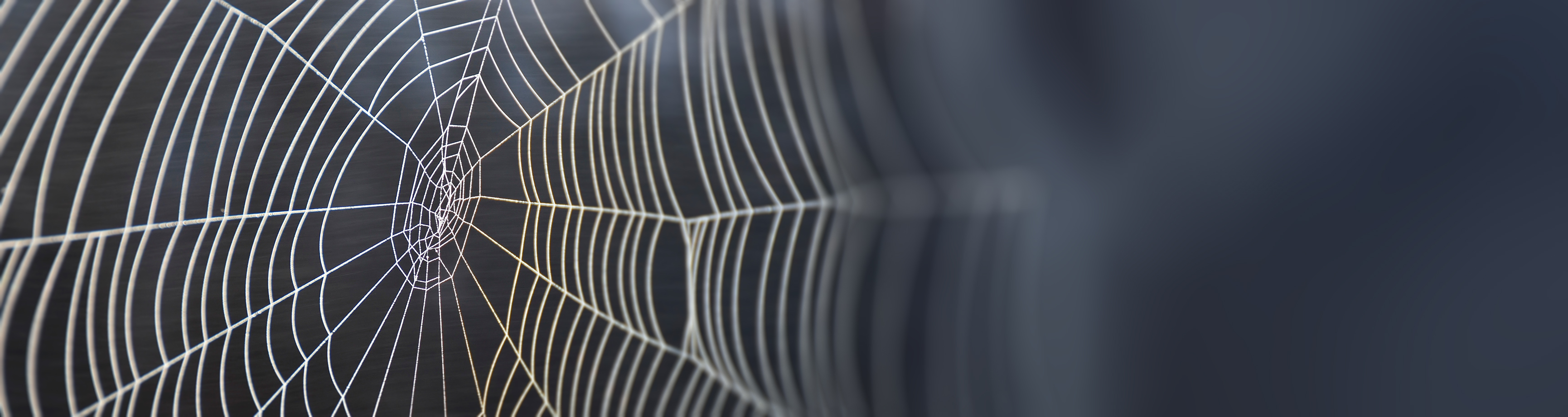 Spinnenabwehr Spinnenabwehr