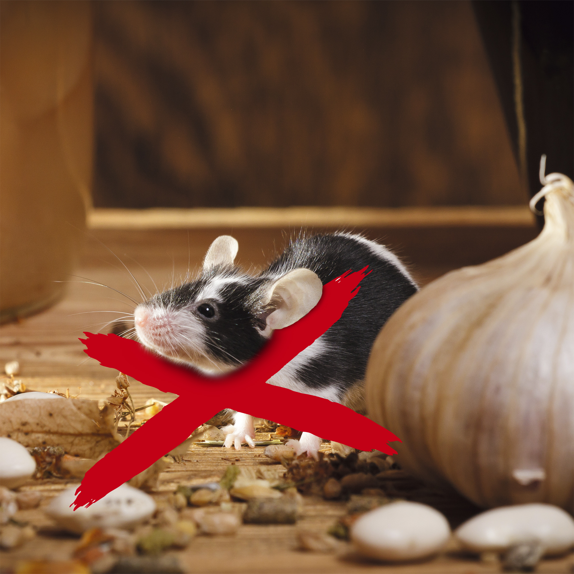 62317-Gardigo-Maeuse-Ameisen-Abwehr-Dual-Maeusestopp-RattenstoppFcimZaq7IP8IG Stoppen Sie Mäuse und Ratten bevor sie Ihre Speisekammer plündern.