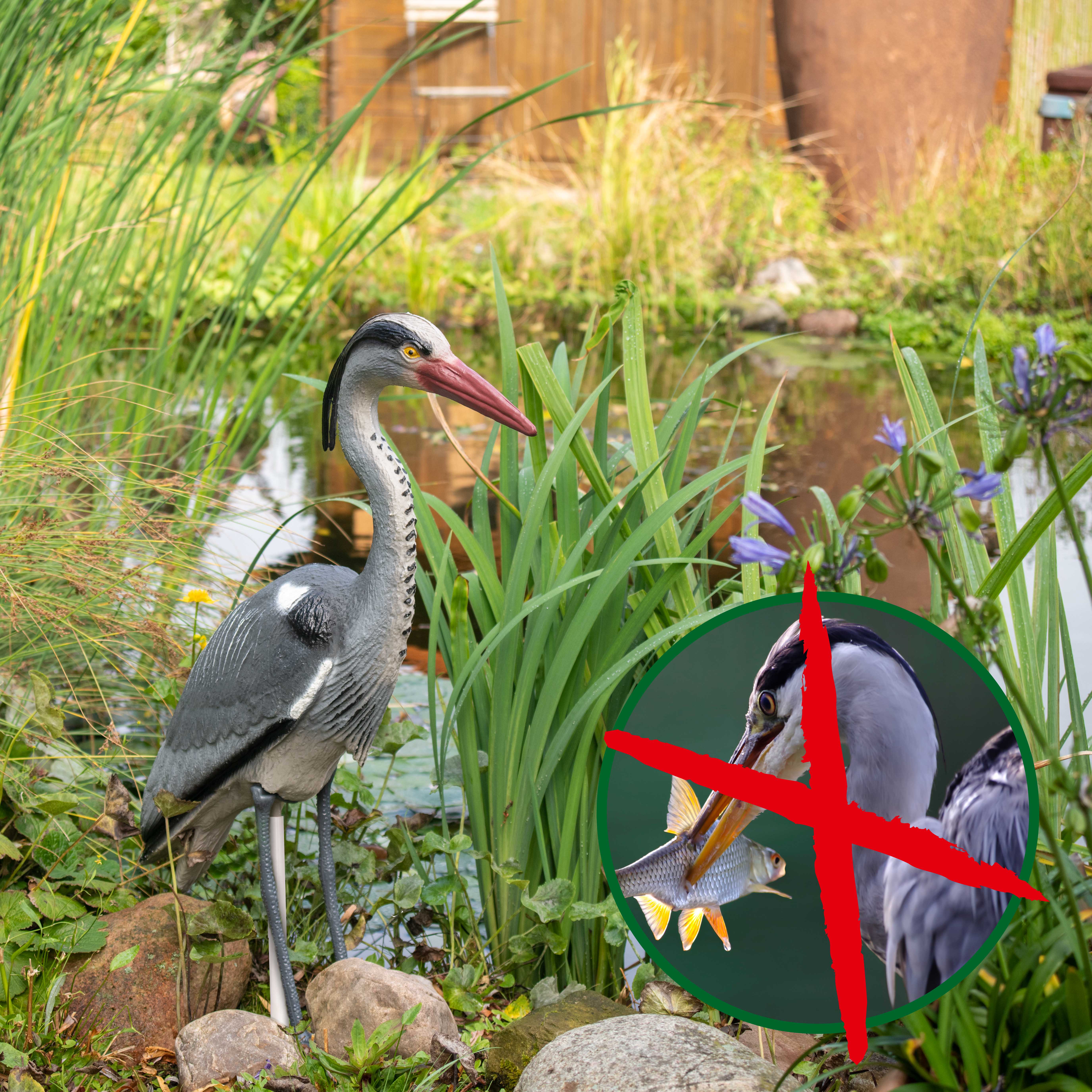 60101-Vogelabwehr-Reiher-Reiher-loswerden-Fischteich-schuetzen