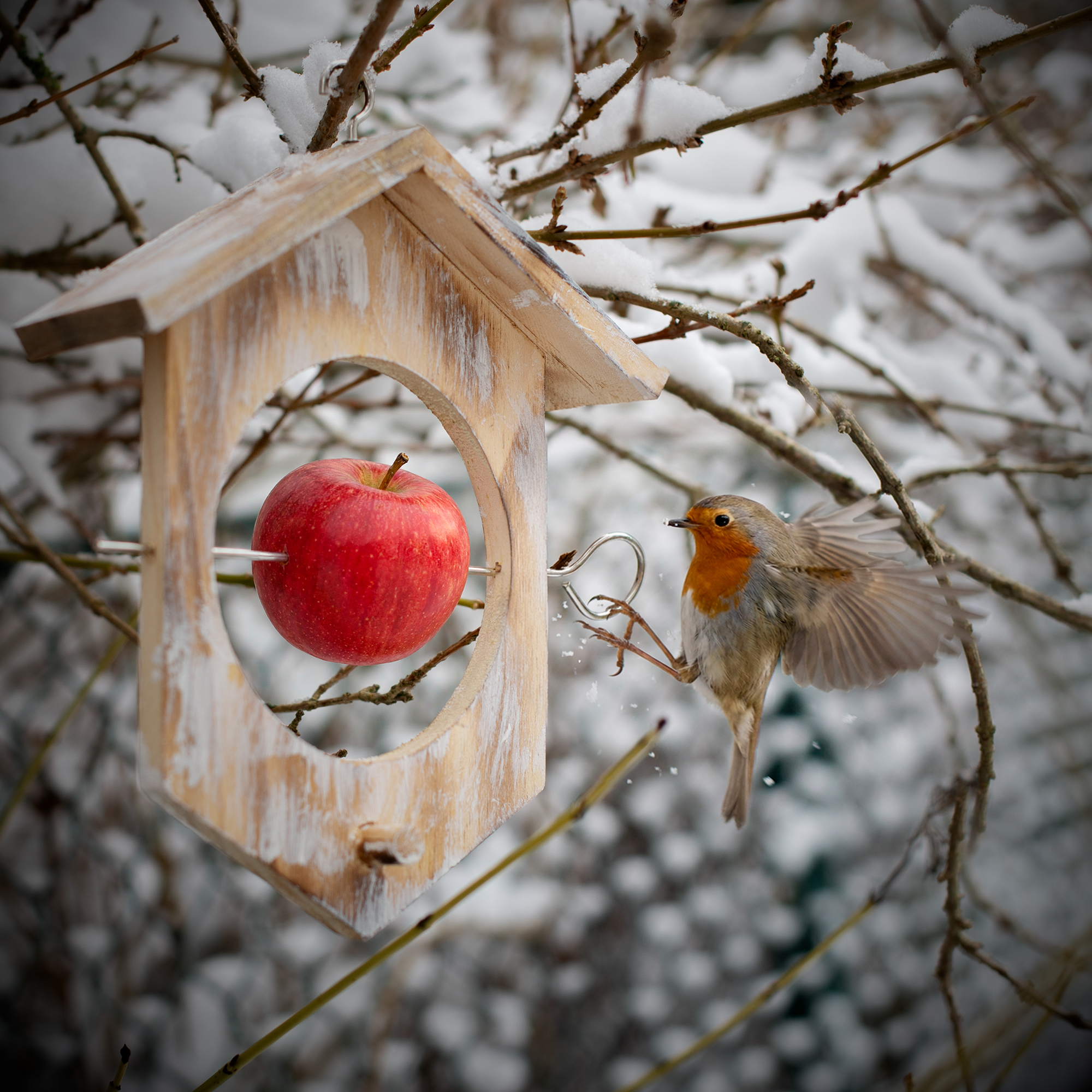 Ein Rotkehlchen nähert sich dem Apfelhalter