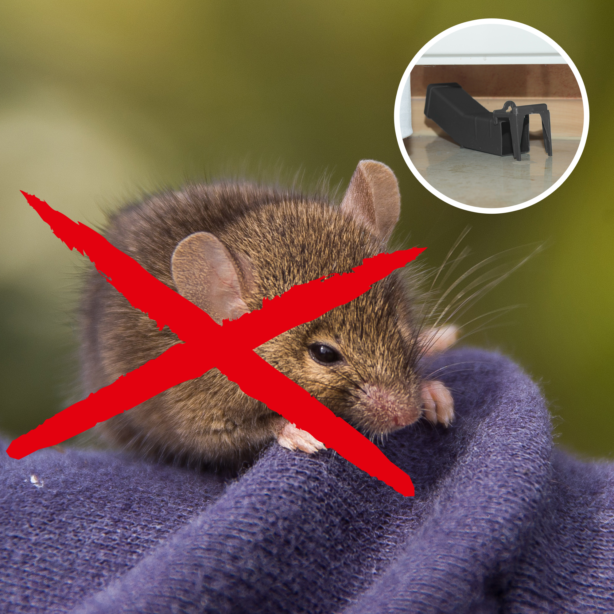 62350-Wipp-Mausefalle-Mittel-gegen-Maeuse-Falle Sie wollen die Maus loswerden aber nicht töten? Wir raten zu unserer Lebendfalle.