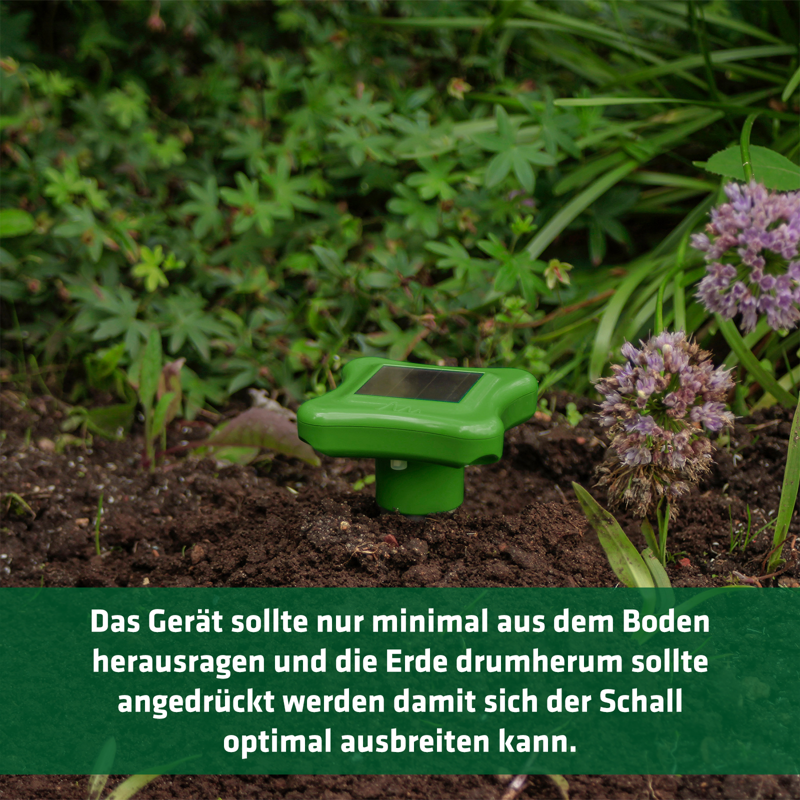 maulwurfschreck-richtig-einsetzen-70027 Der Maulwurfschreck sollte richtig in den Erdboden eingesetzt werden.