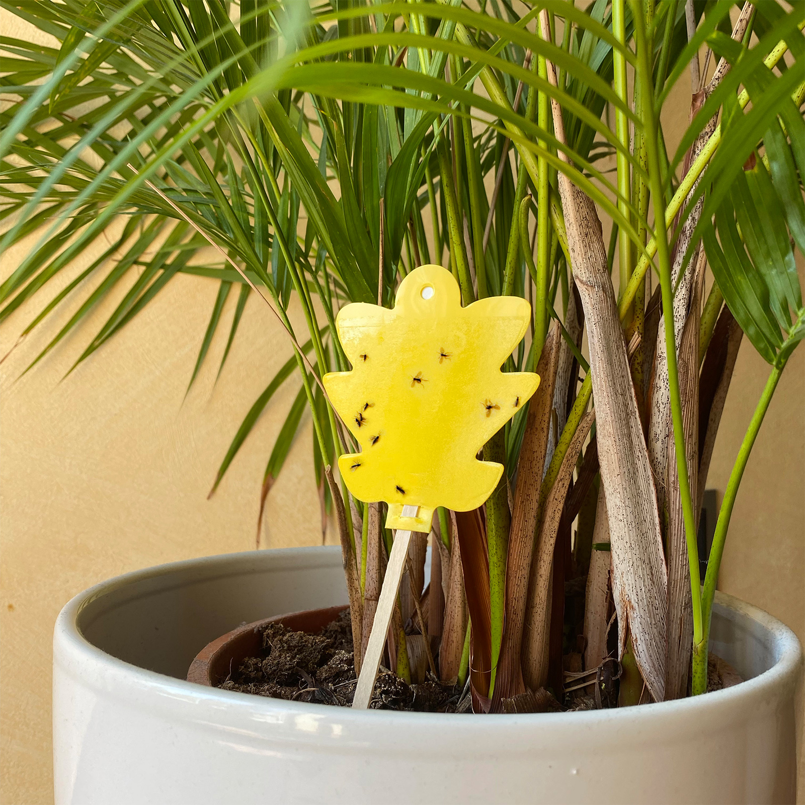 668005-Gelbsticker-5er-Set-insekten-klebe-falle Schützen Sie ihre Pflanzen bevor der Befall zu stark wird.