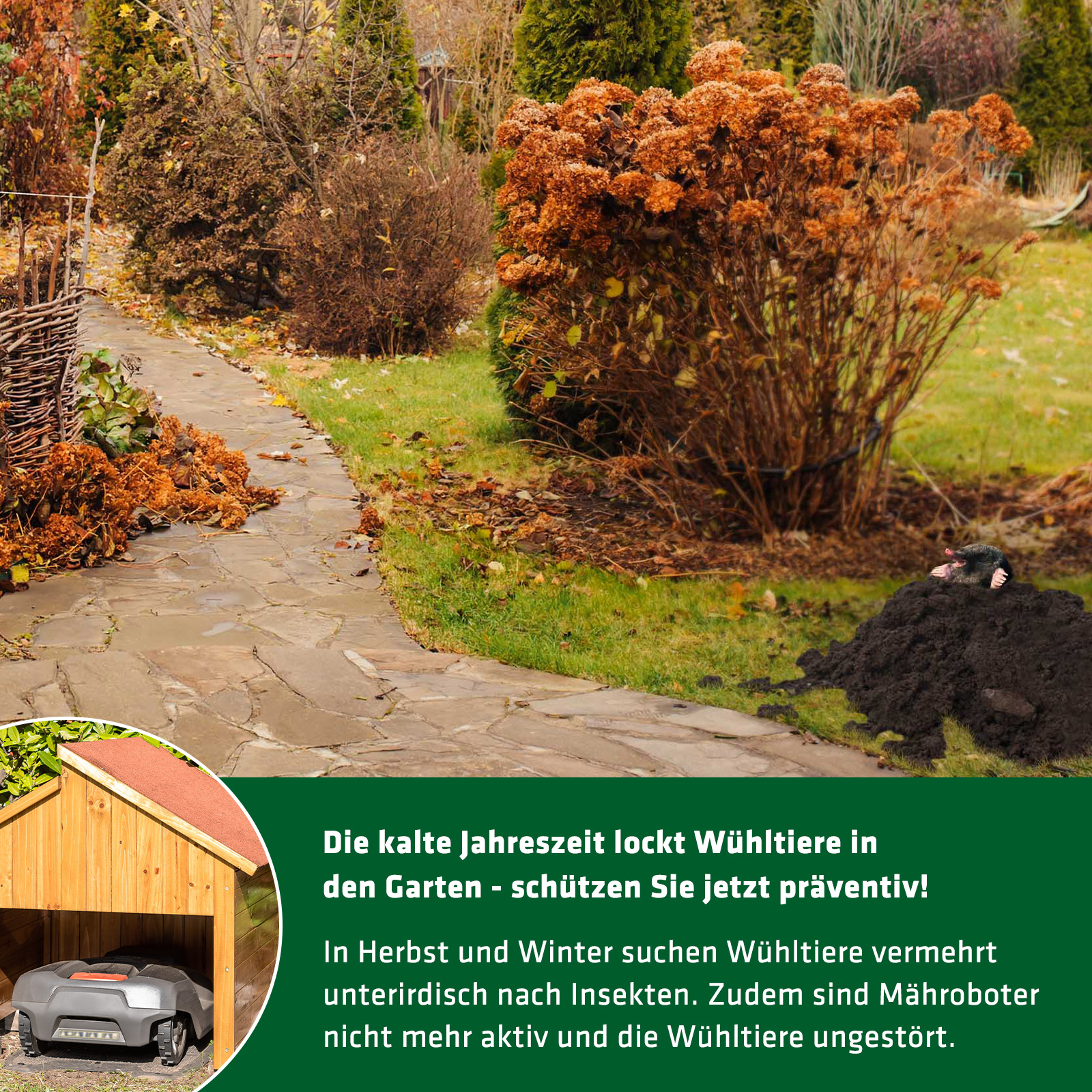 70052-Maulwurf-Ameisen-Abwehr-Deluxe-Praeventiv-Schuetzen Im Herbst ist besonders viel Wühltier-Aktivität. Schützen Sie Ihren Garten mit Präventivmaßnahmen!