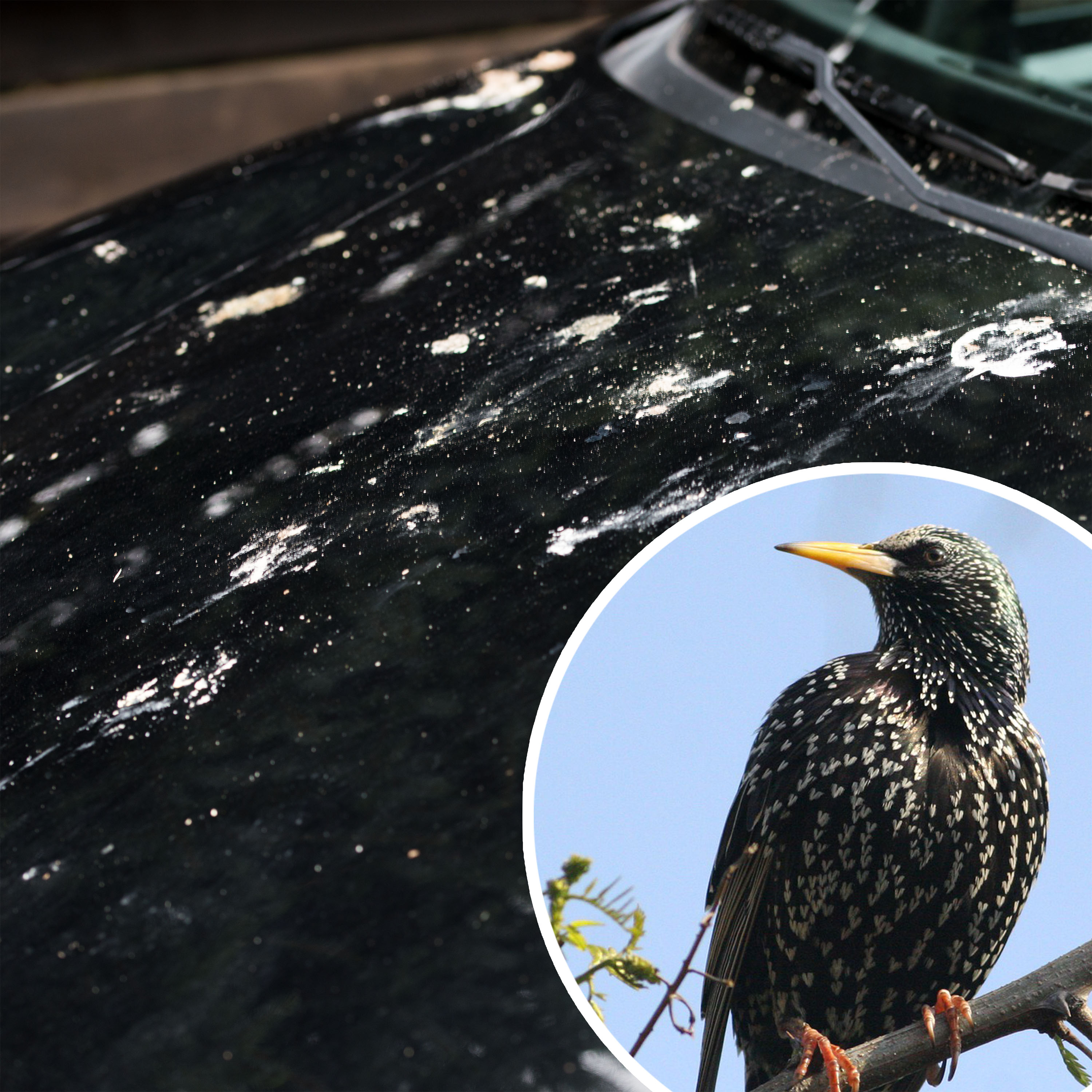 70600-Solar-Vogel-Abwehr-360-Grad-Garage-Voegel-verscheuchen Vogelkot kann auch Lackschäden auf dem Auto verursachen und das kann auch teuer werden.