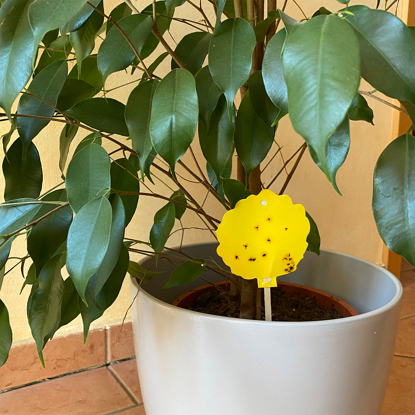 668005-Gelbsticker-5er-Set-blattlaeuse-trauermuecken-minierfliegen Durch Gelbfallen können Sie Schädlingsbefall entdecken und kontrollieren.