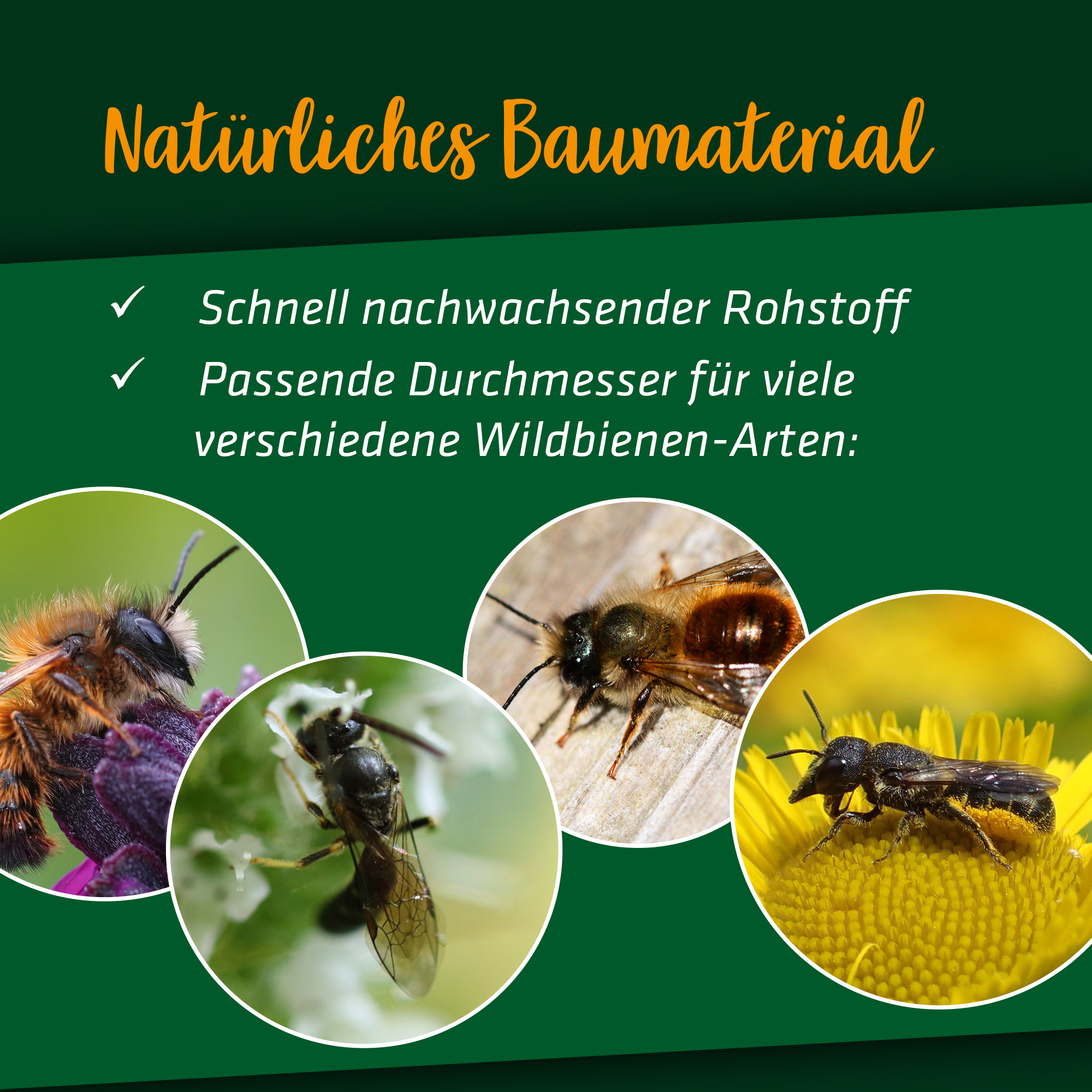 bambus-wildbienen-hotel-90668 Passende Durchmesser für verschiedenste Wildbienen
