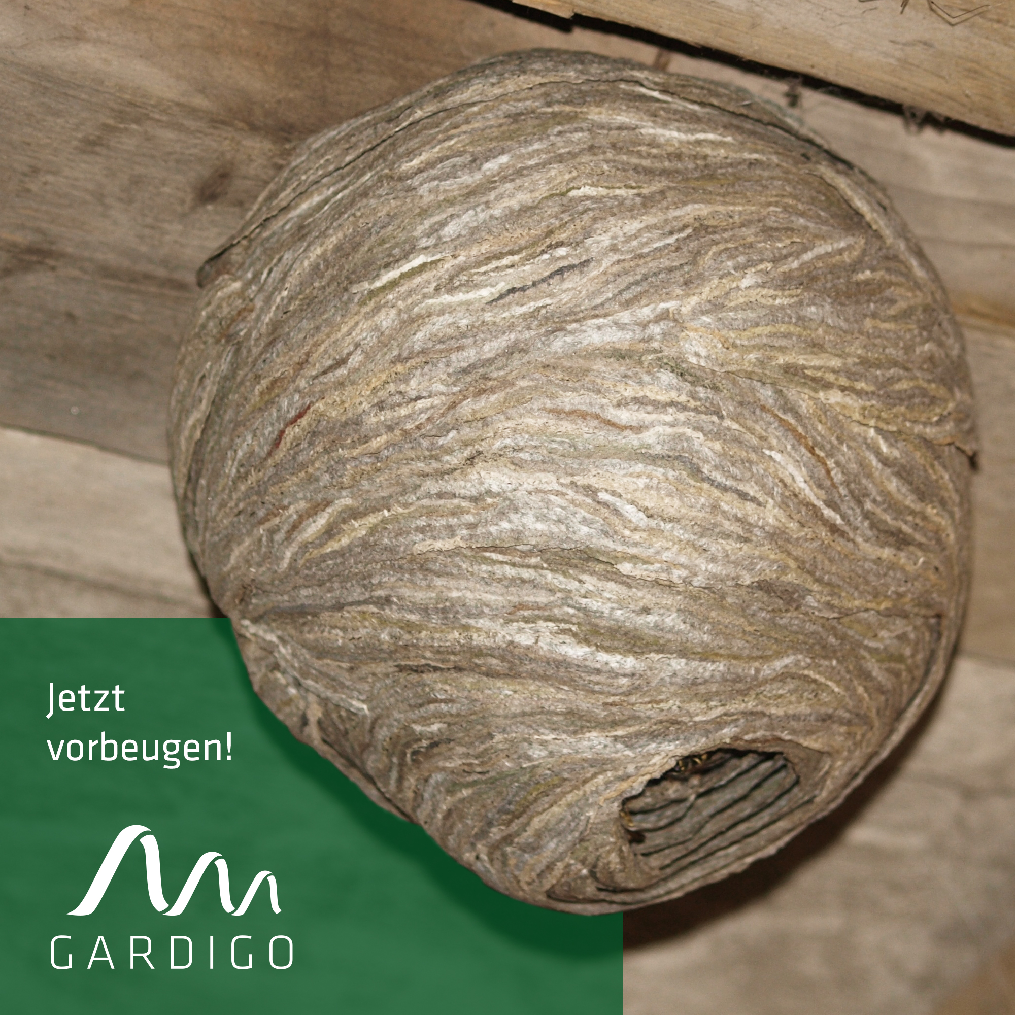 wespennest-vorbeugen-666612 Wespennest vorbeugen