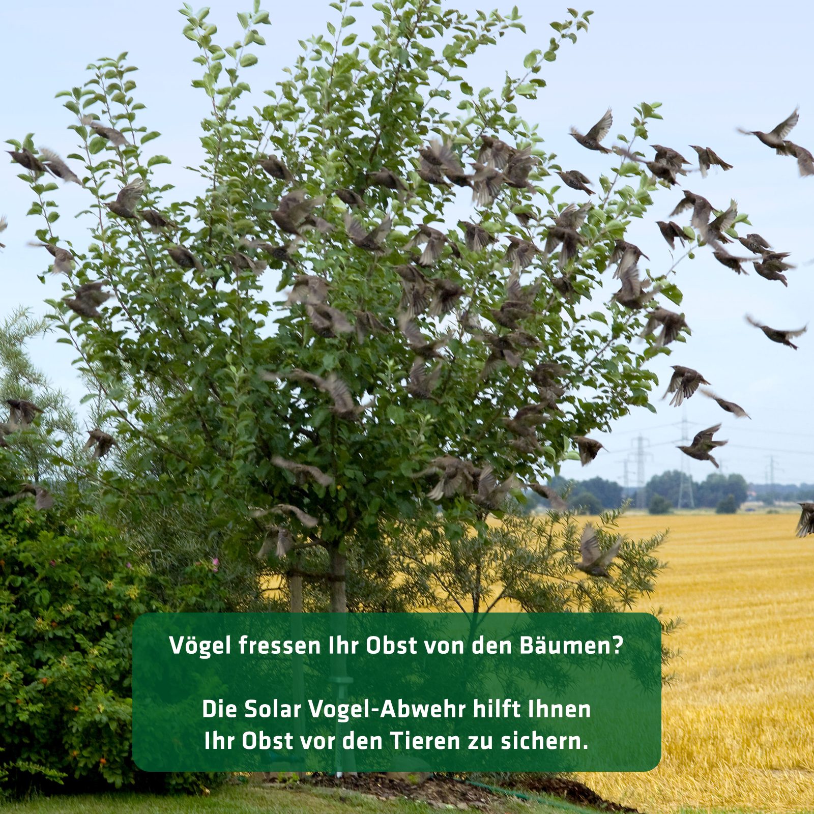 gegen-voegel-obstbaum-60090 Vögel plündern Ihre Obstbäume? Sie brauchen eine elektronische Vogelscheuche: Die Vogel-Abwehr Solar von GARDIGO.